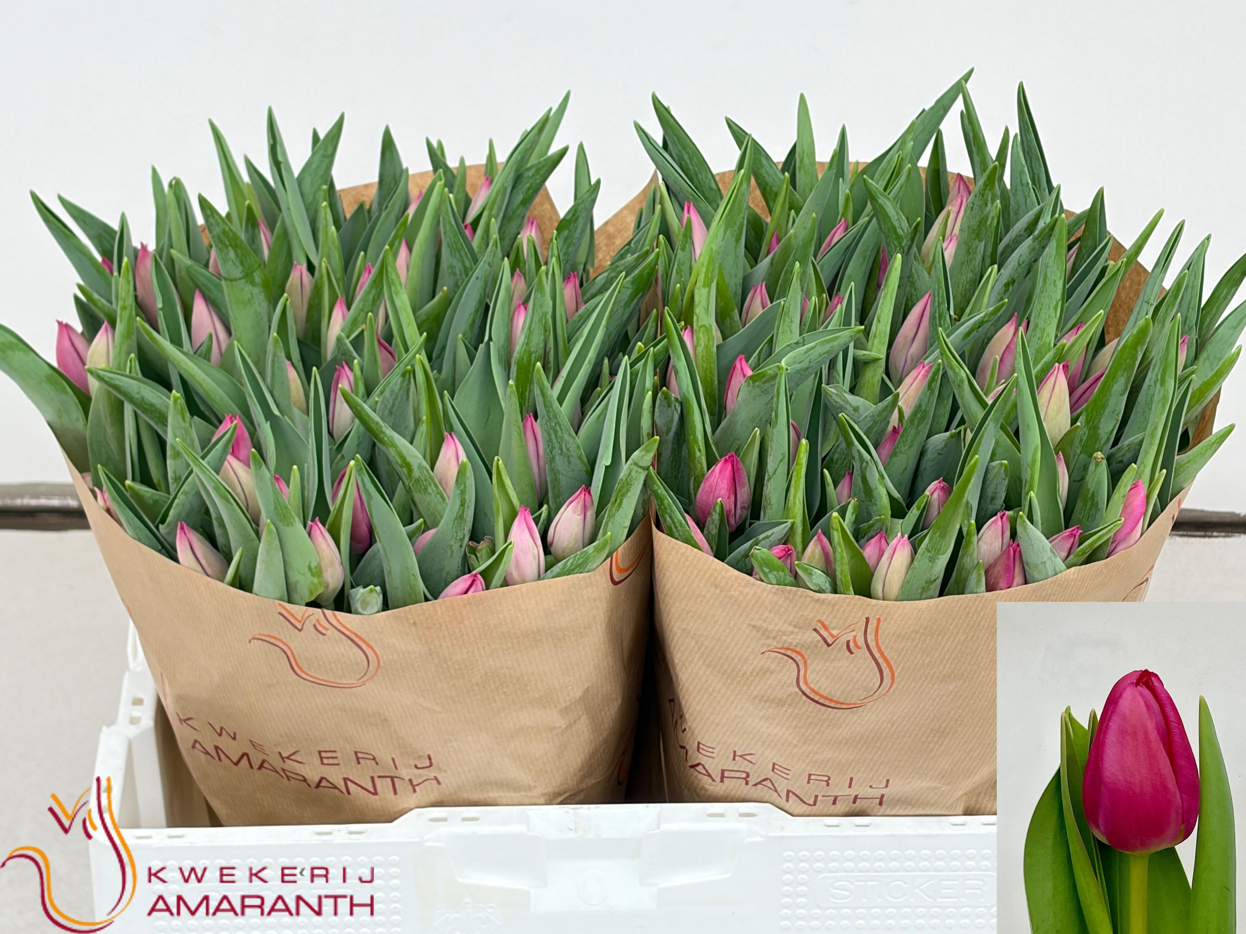 Tulipa Pink Ardour 40cm 34gram