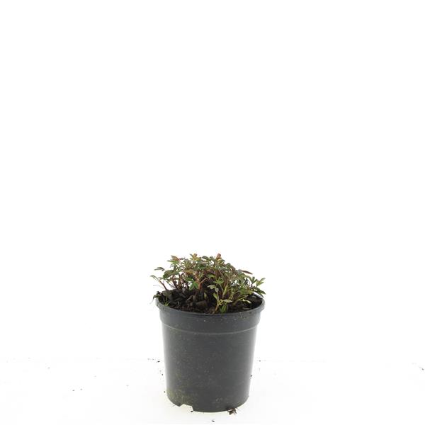 Picture of Potentilla tridentata Nuuk P14