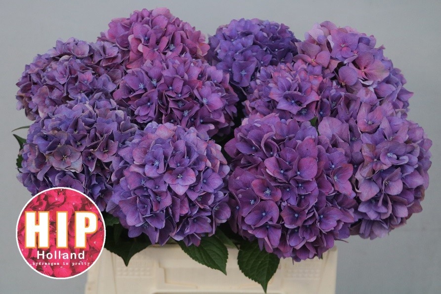 Hydrangea Rodeo Classic Pink 40cm 12Ø