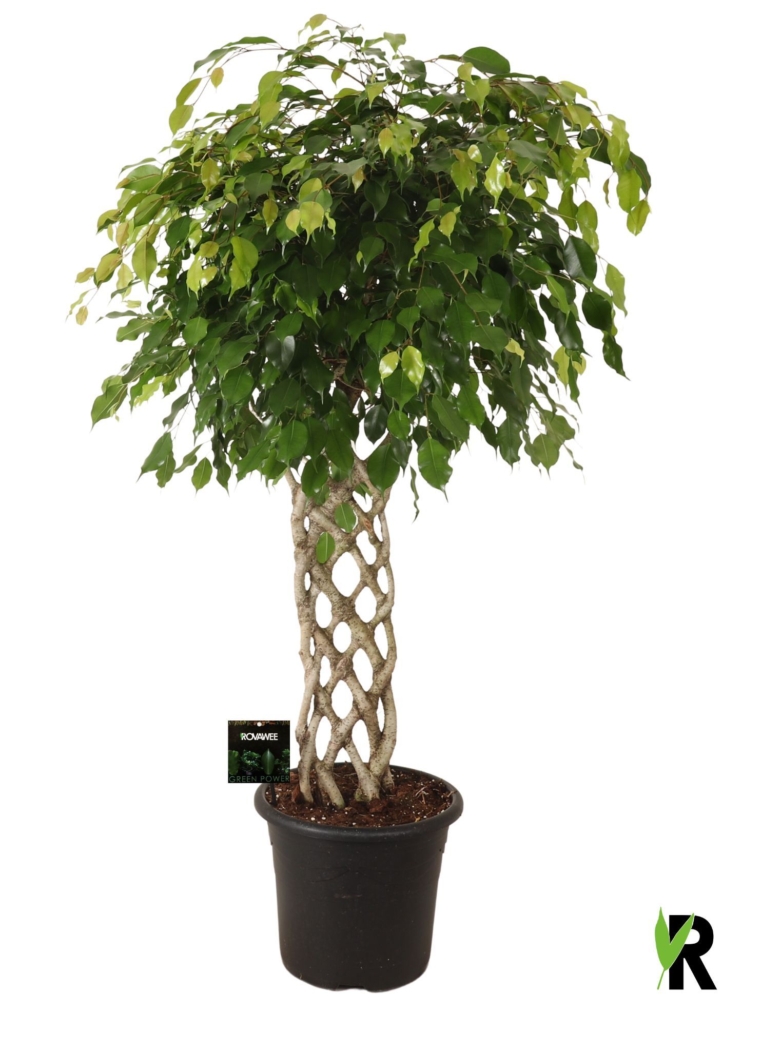 zimmerpflanzen mit orangen blten Hibiskus "Hildegard"  Zimmerpflanzen in Grtnerqualitt kaufen