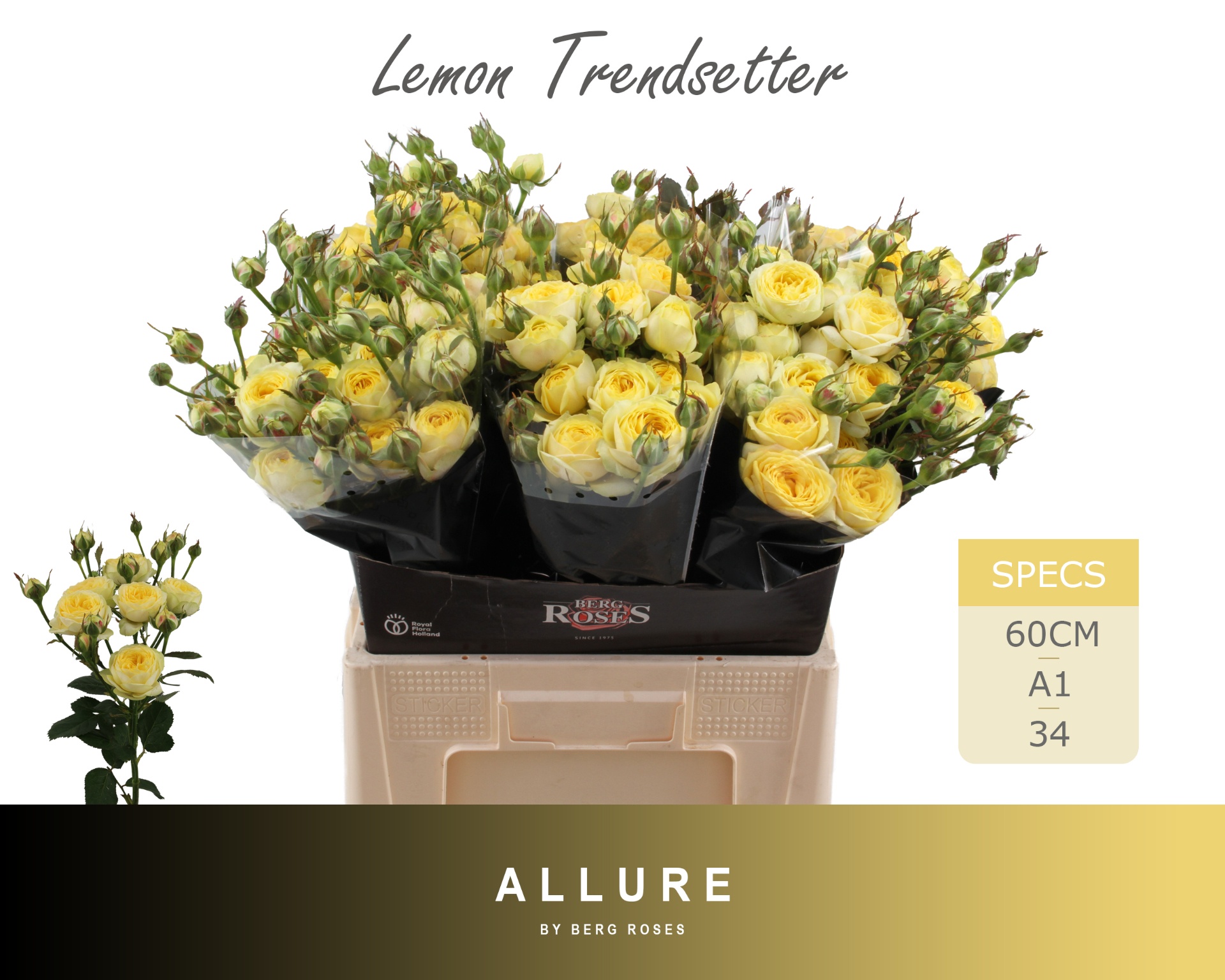 R Tr Lem Trendsetter 60cm