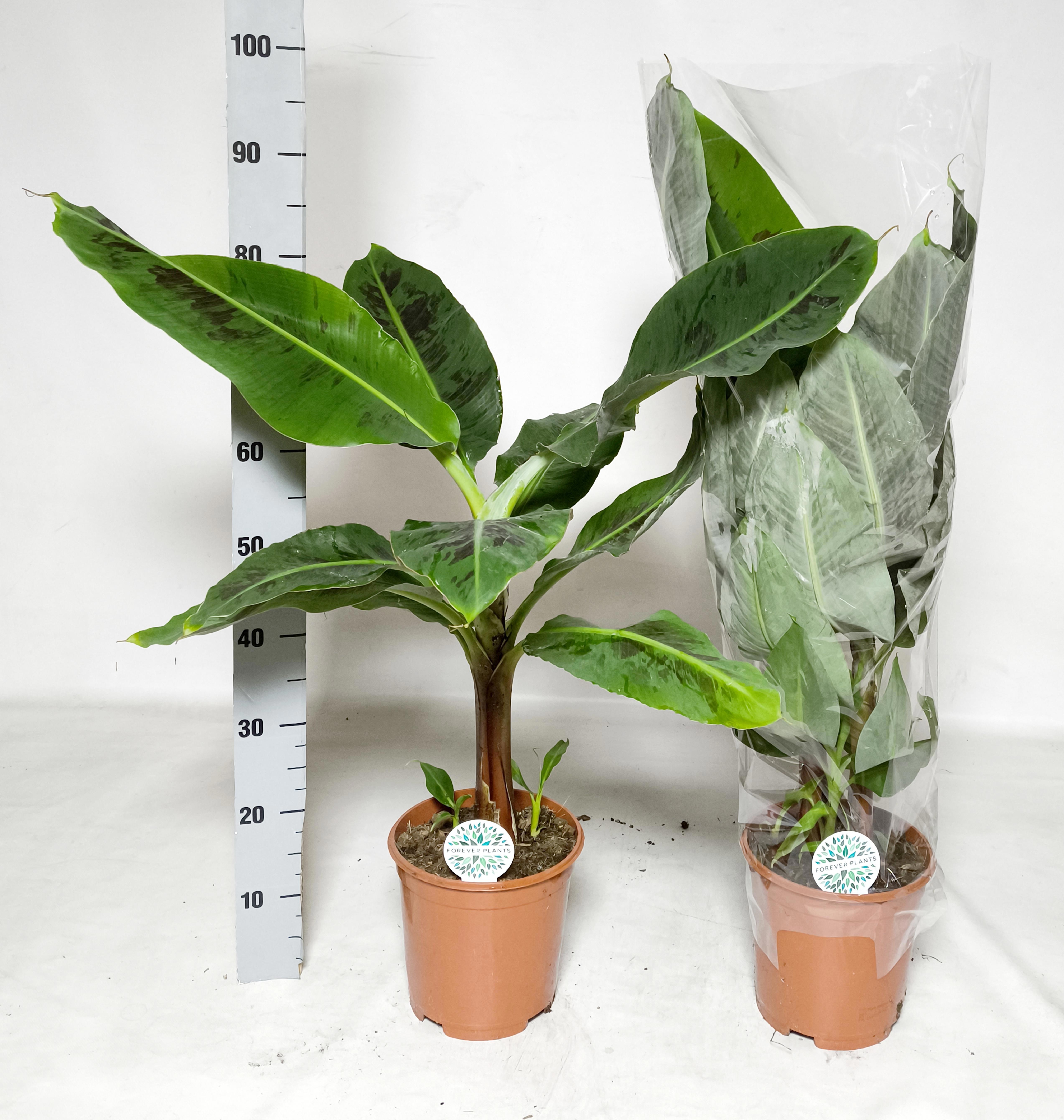 Musa Dwarf Cavendish 21Ø 90cm