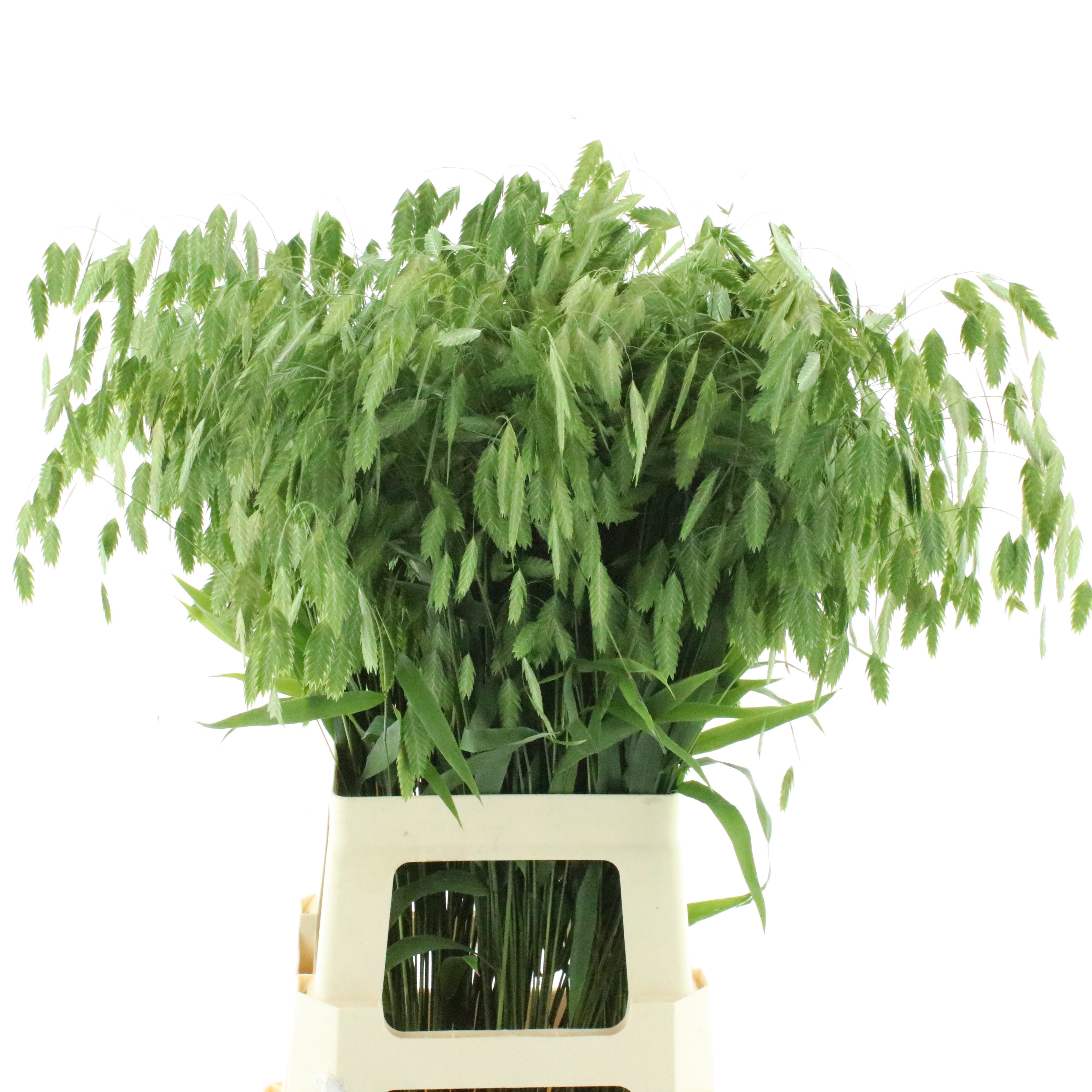 Chasmanthium Latifolium Mantis 80cm