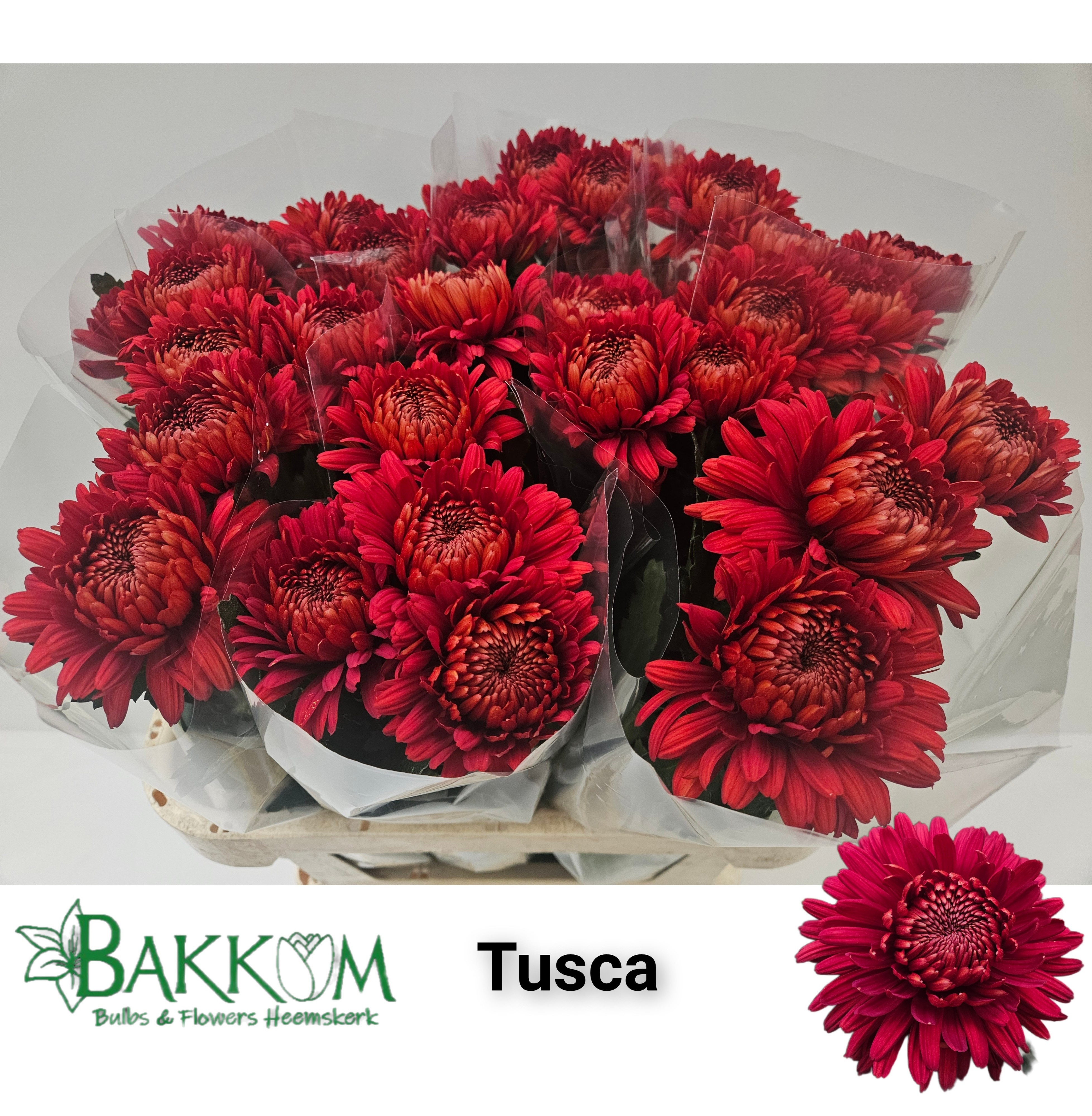 Chrys Single Toscana 80cm 125gram