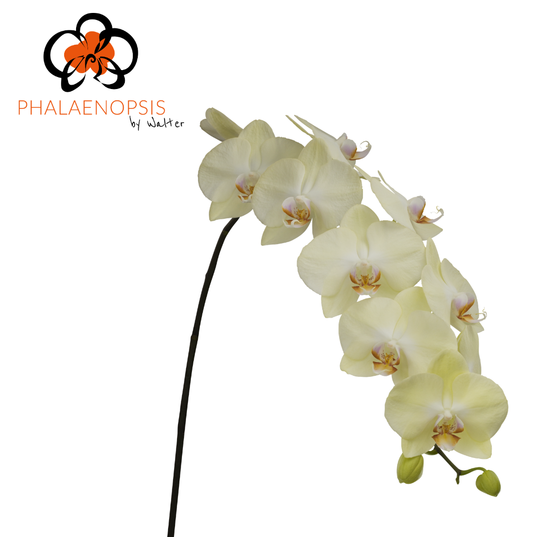 Phal T Rising Sun