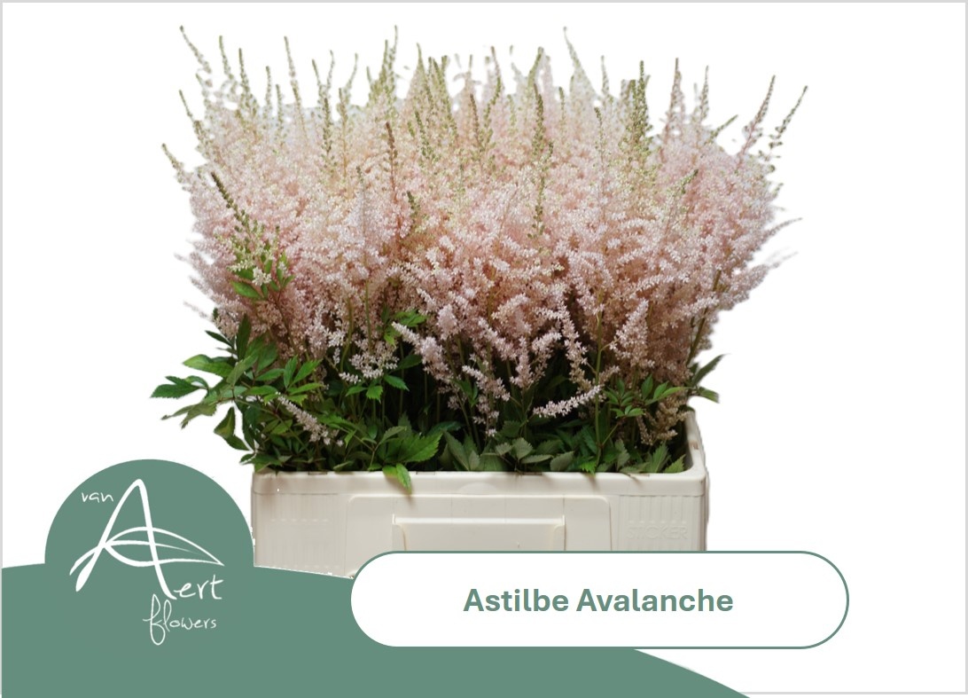 Astilbe Avalanche 60cm
