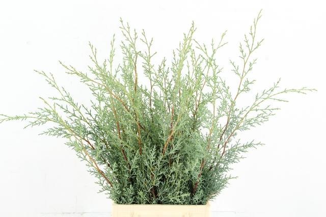 Coniferen Snijgroen 50L.cm