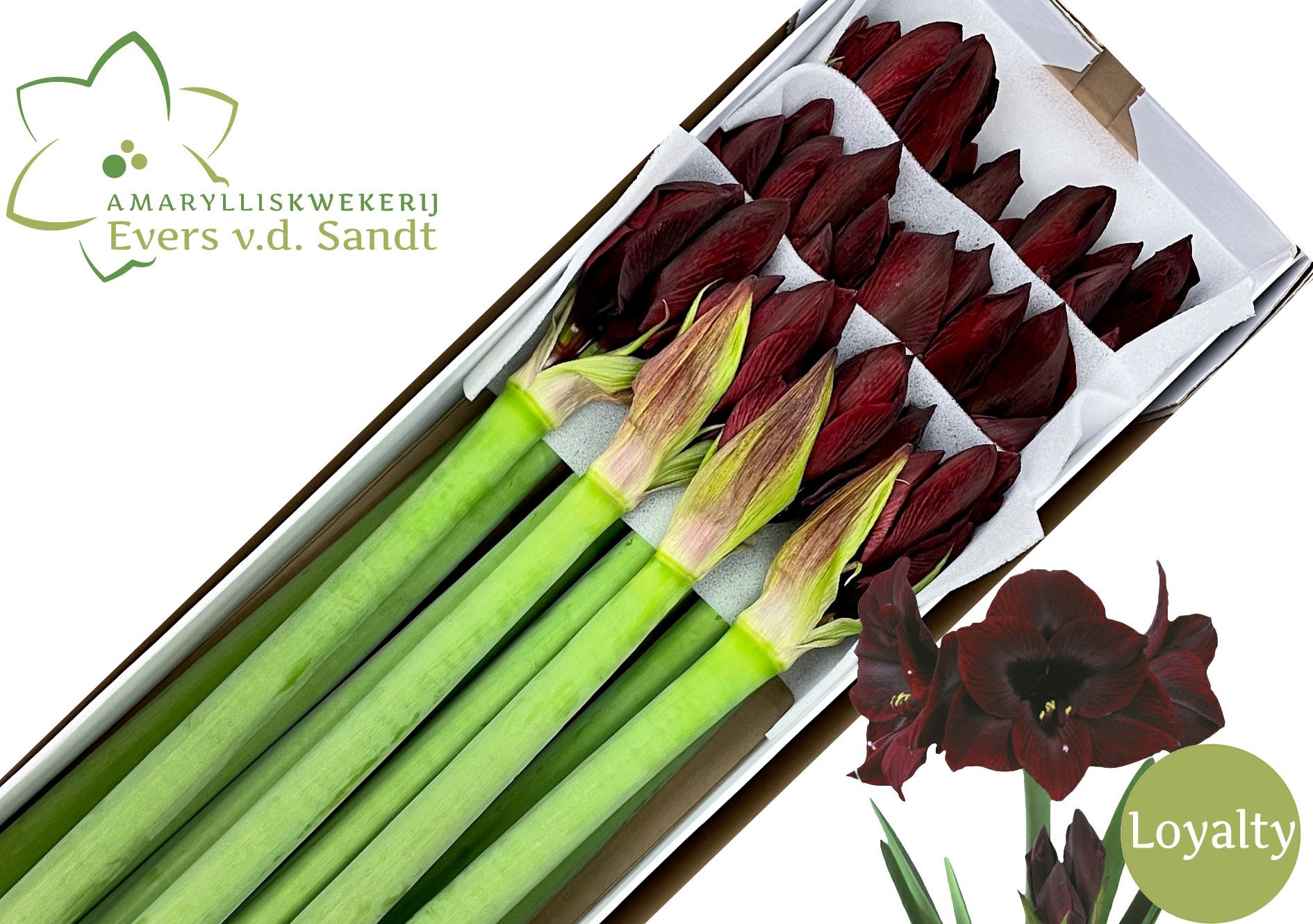 Hippeastrum Black Magic 4bl