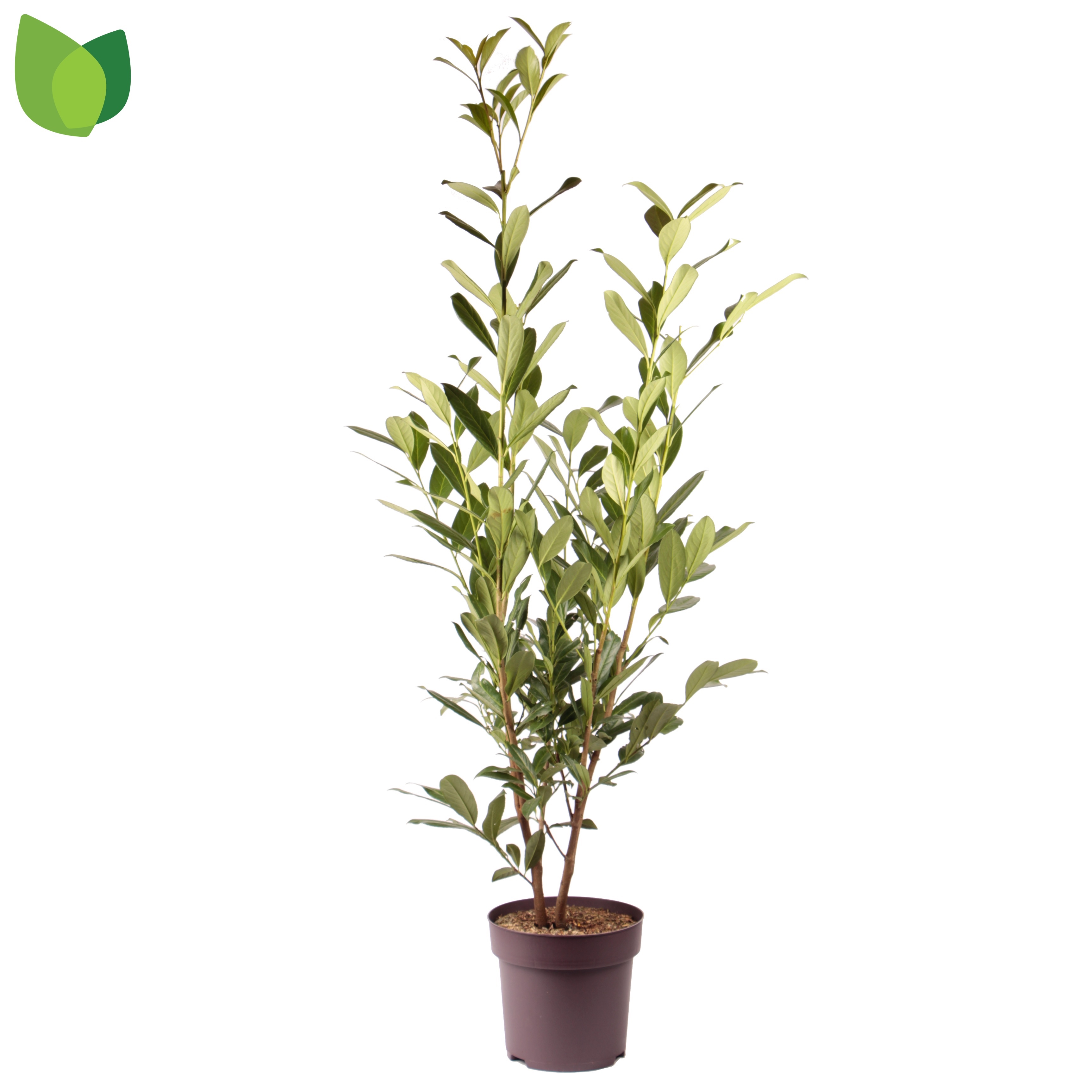 Picture of Prunus laurocerasus Caucasica P29 (10 Ltr) (LOOSE)