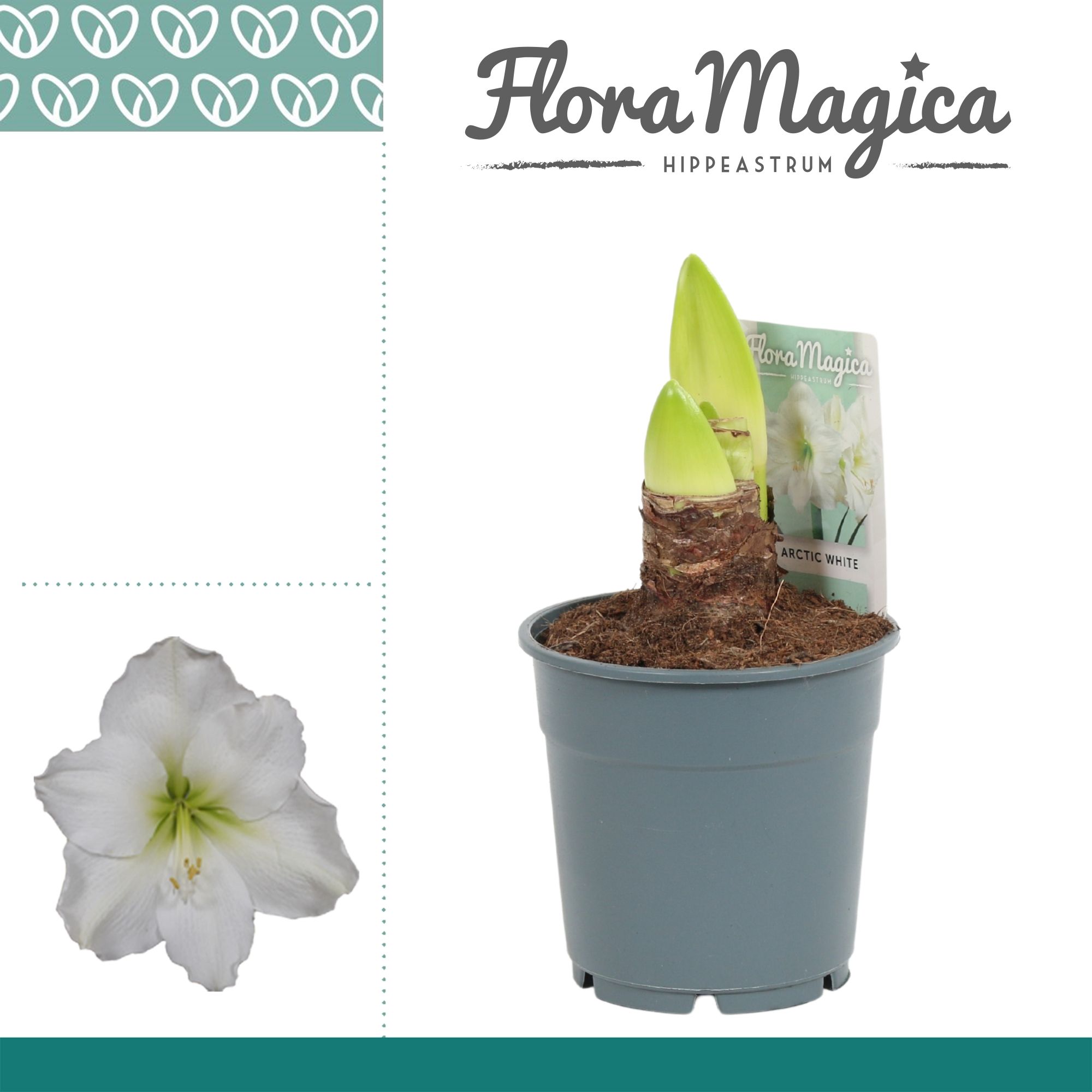 Amaryllis Arctic White 2 stems