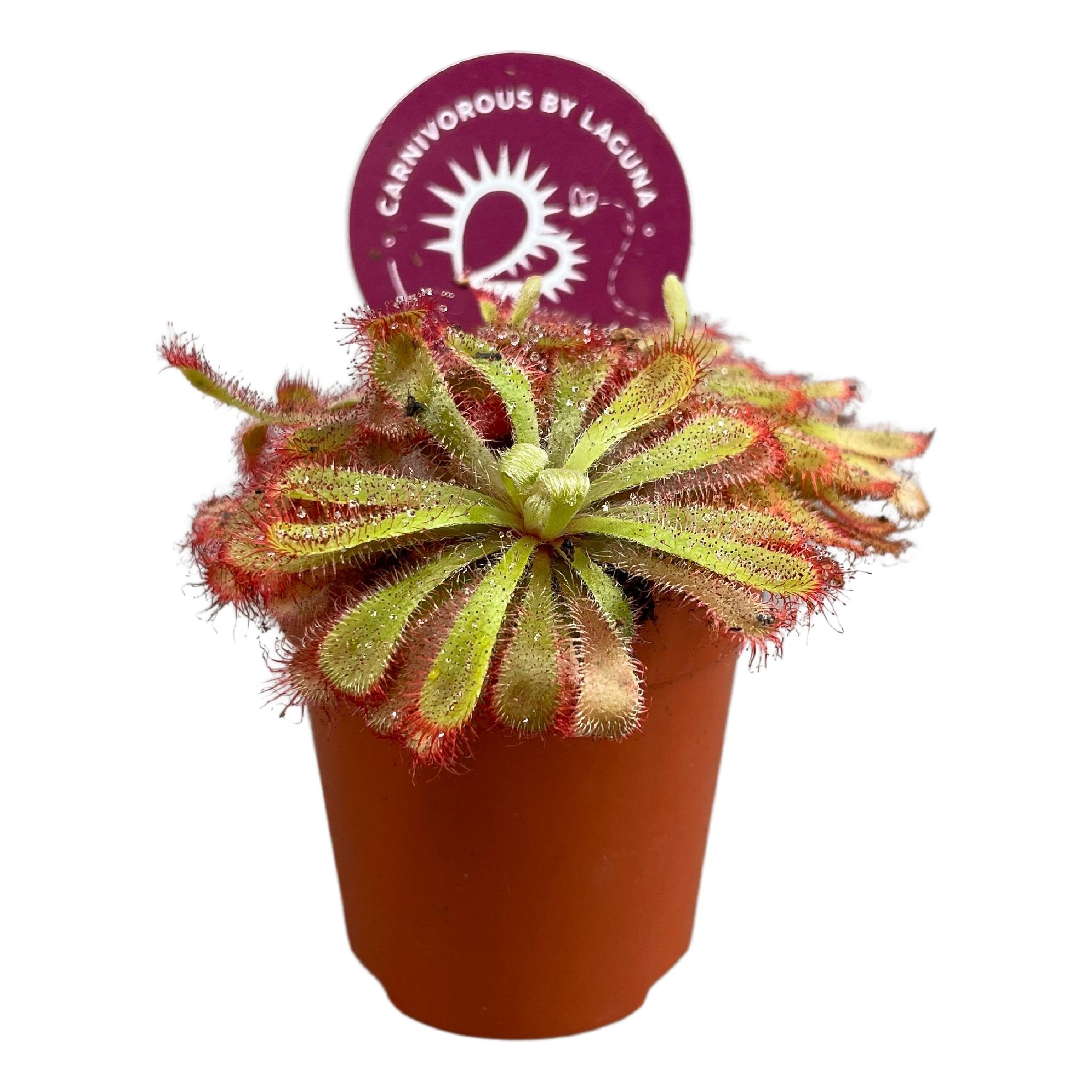 Picture of Drosera Aliciae Carnivorous P5.5 7CM