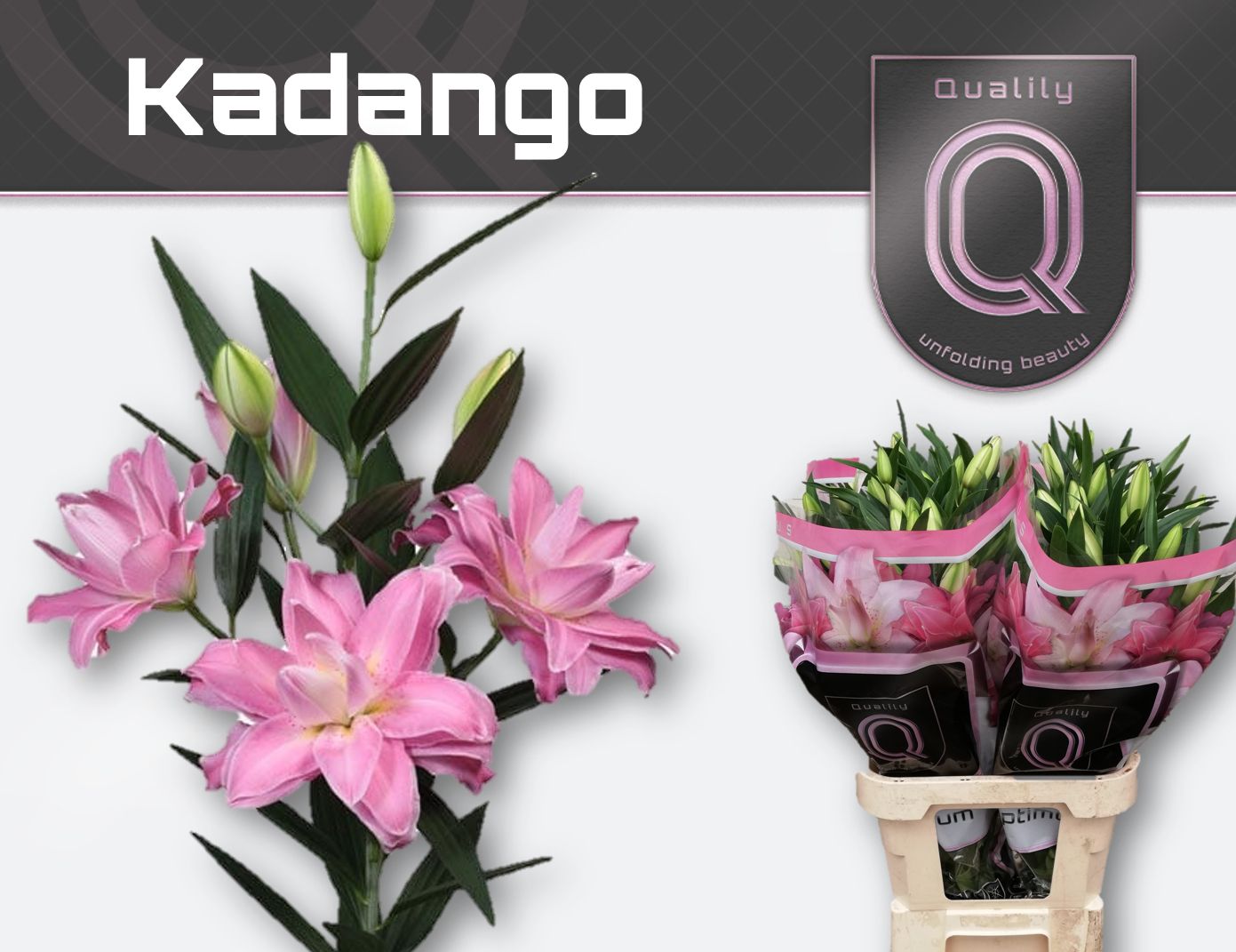 Li Or Kadango