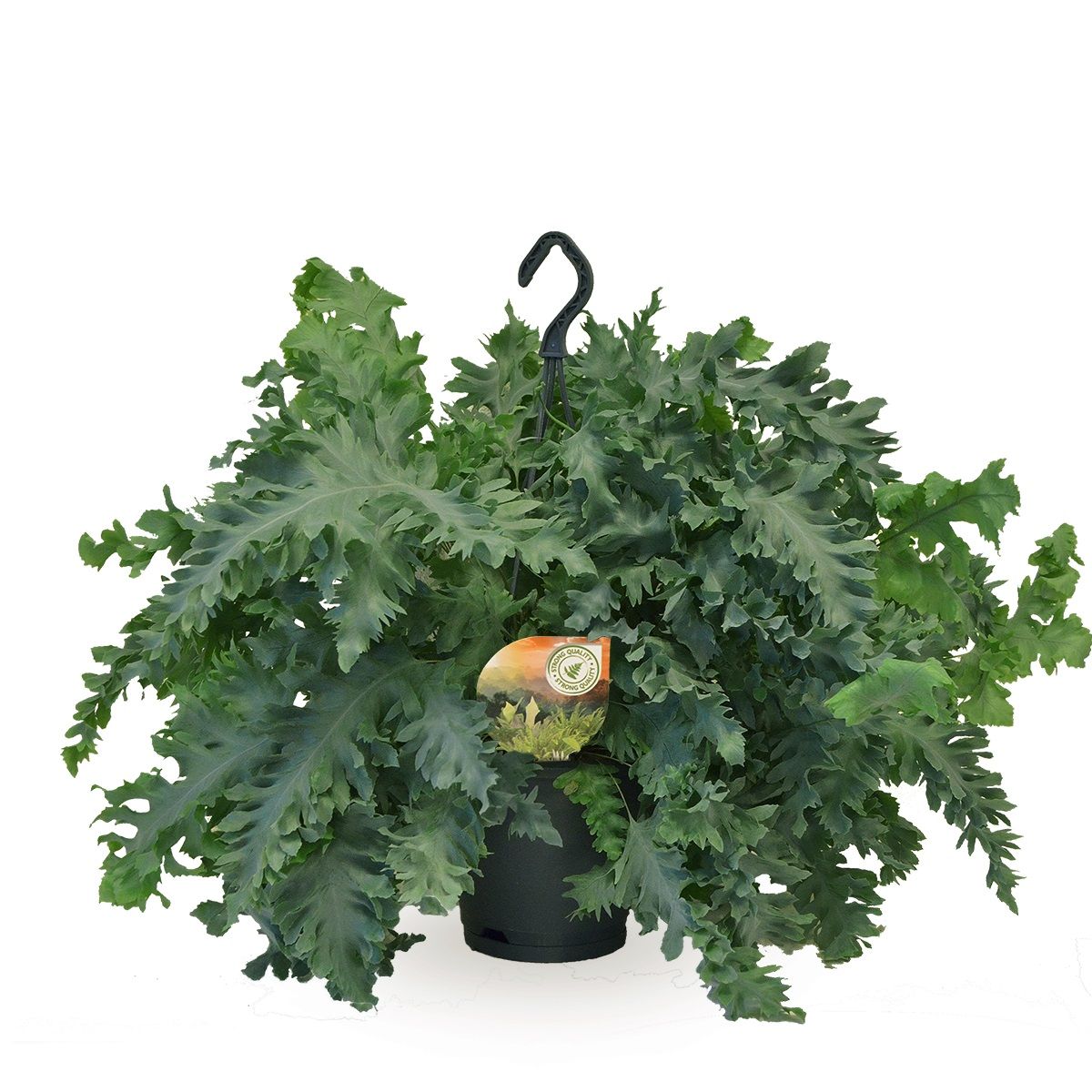 Phlebodium Davana hangpot