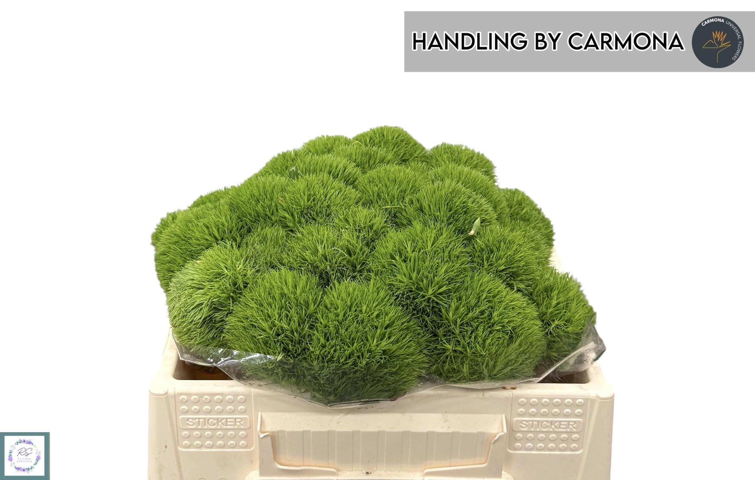 Dianthus Barb Kiwi Mellow 35cm