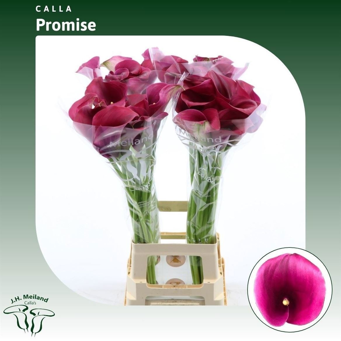 Calla Capt Promise 70cm