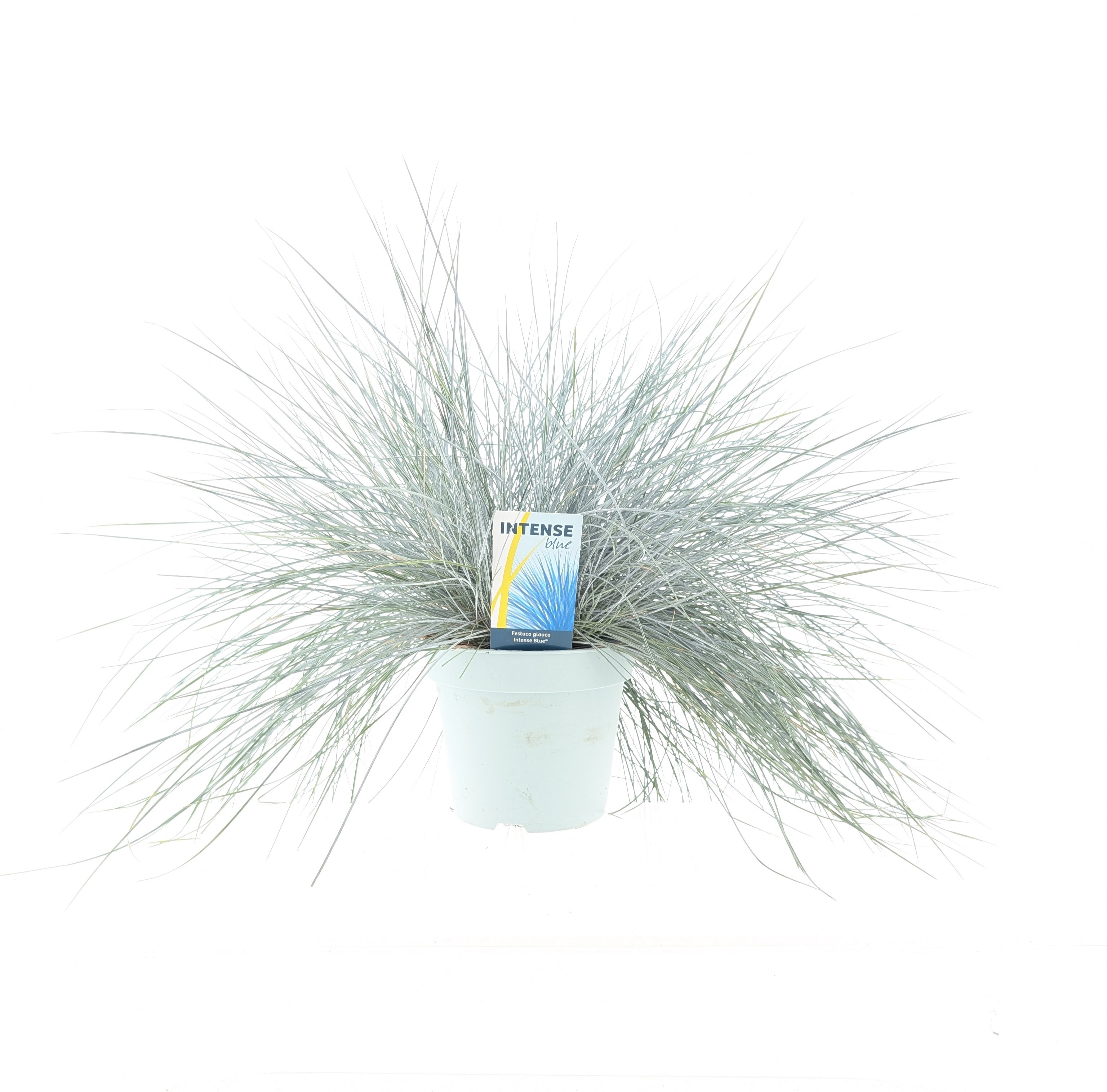 Picture of Festuca glauca Intense Blue®