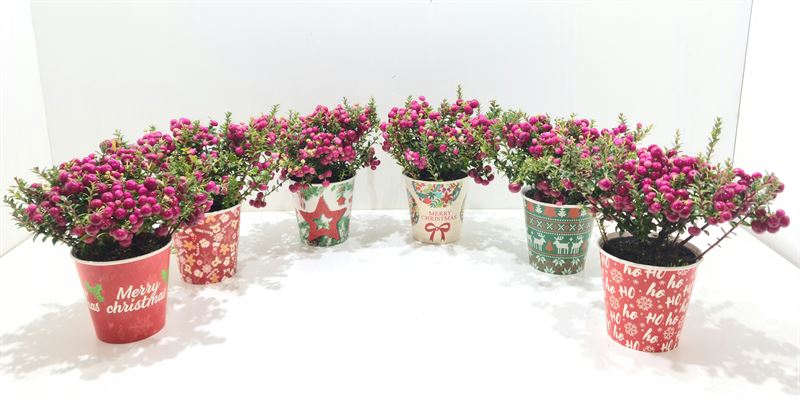 Picture of Gaultheria mucronata in varieties P10.5 CHRISTMAS POT