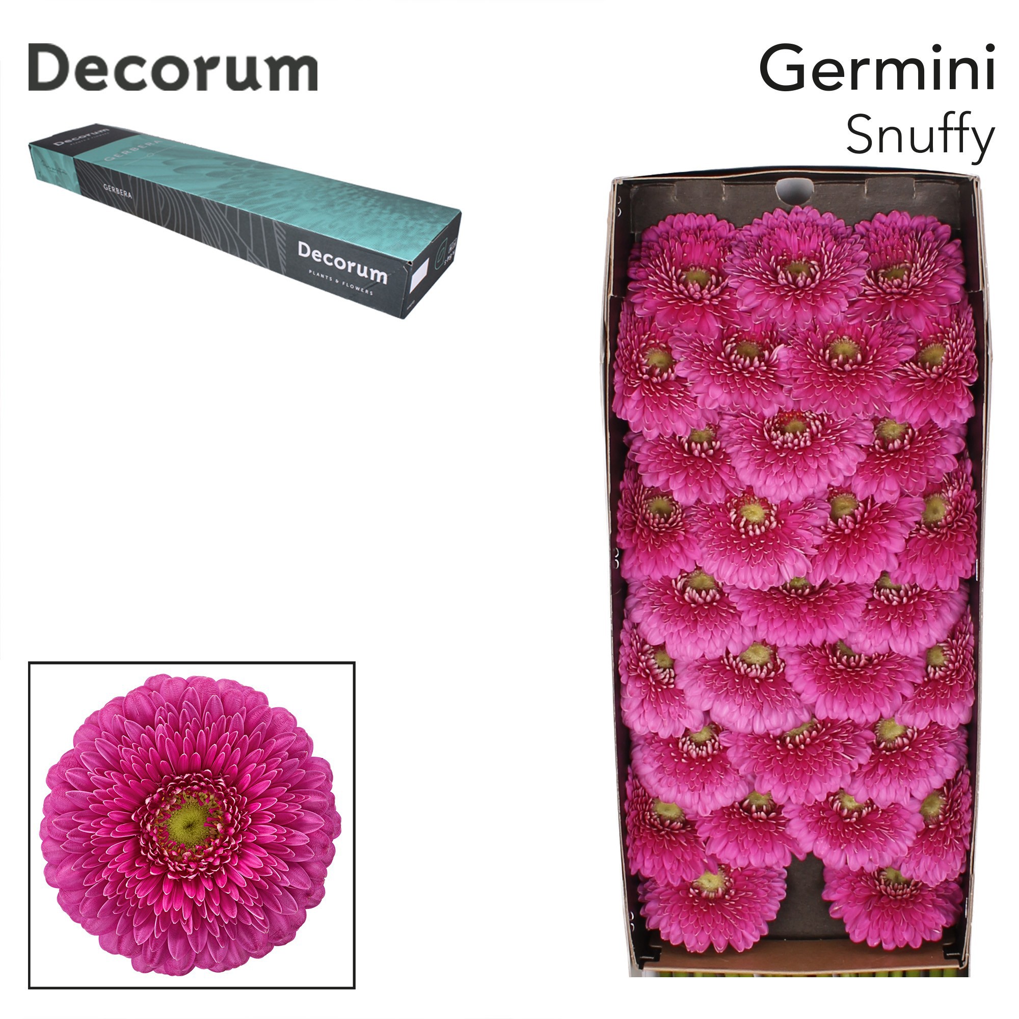 Germini Pomponi Snuffy Doos