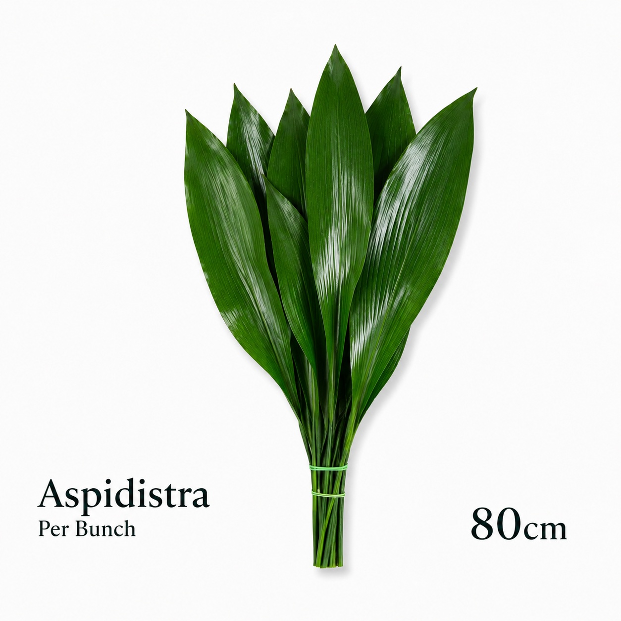 Aspid Elatior Bs