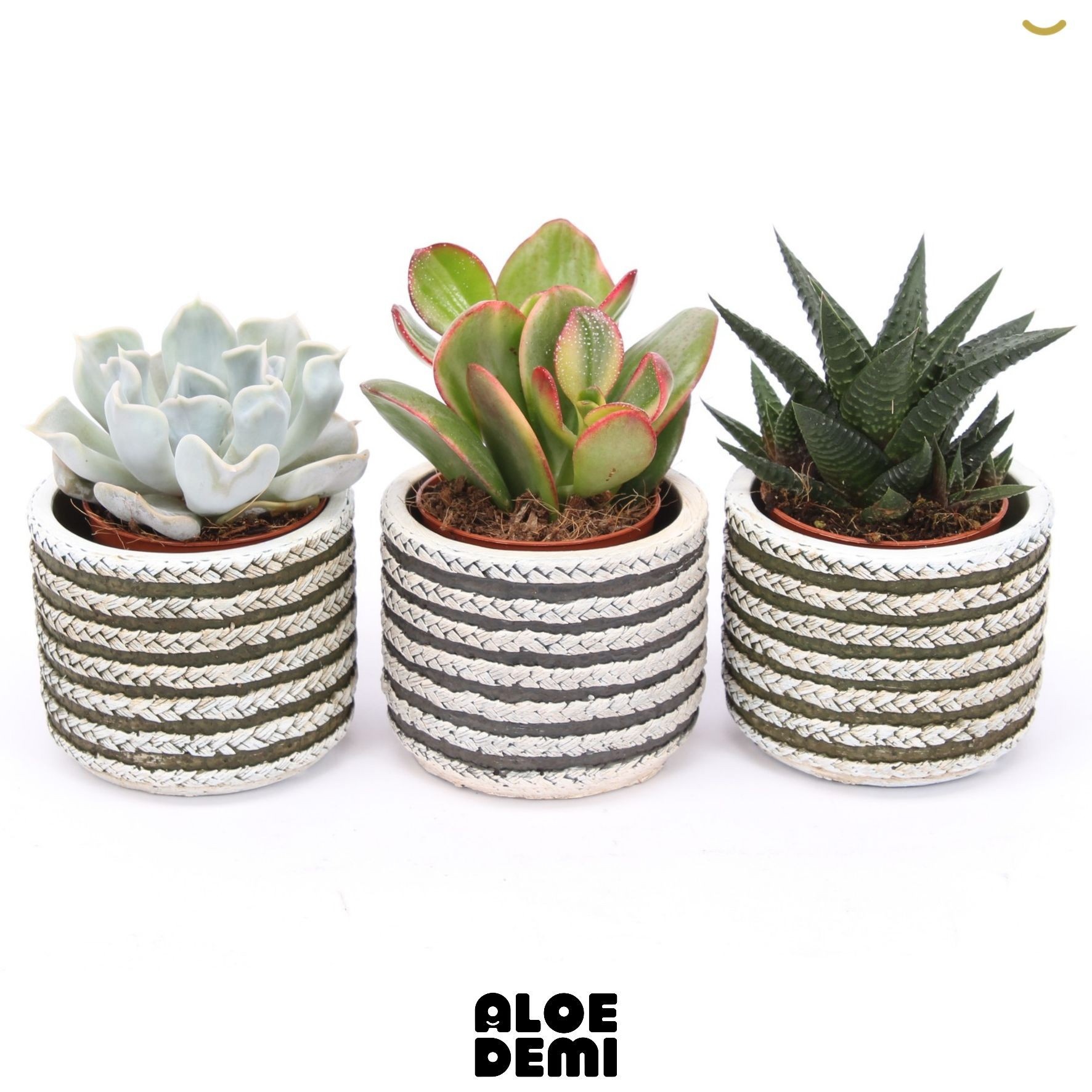 Succulenten Overig 8Ø 11cm