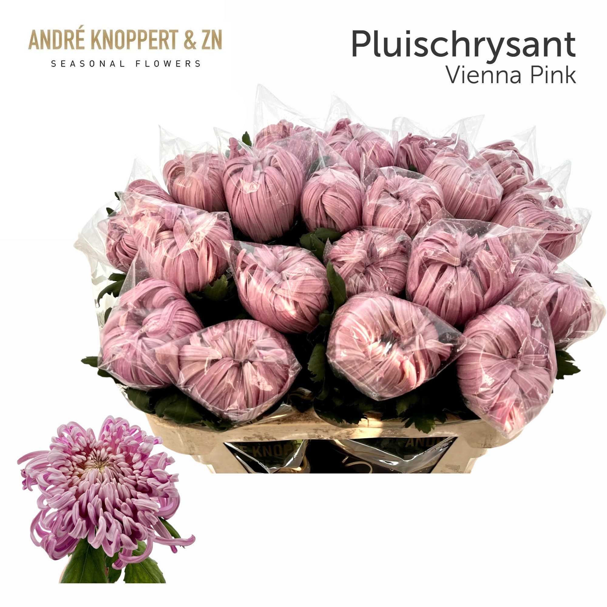 Chrys Single Vienna 70cm 120gram