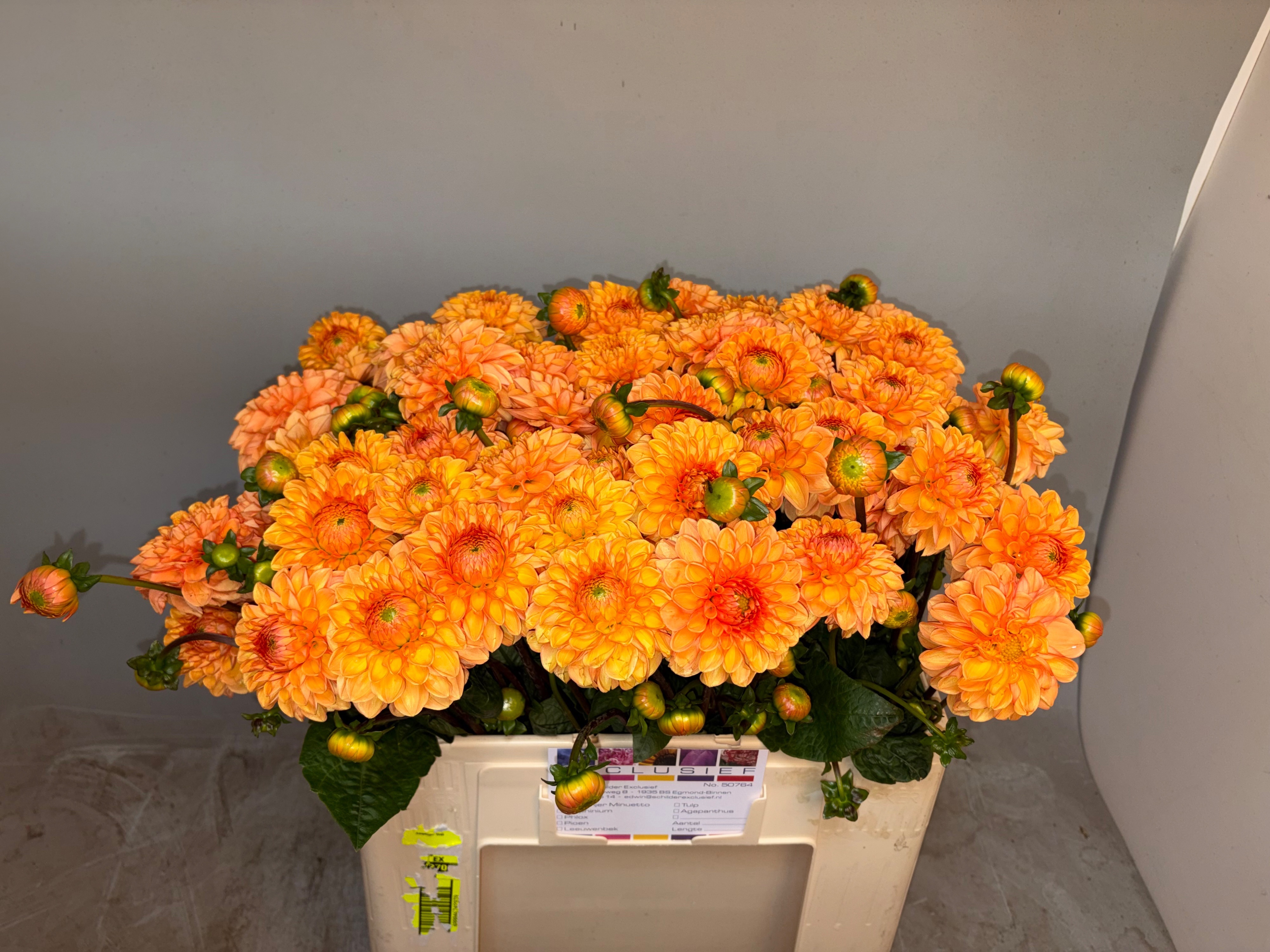 Dahlia Sylvia 50cm