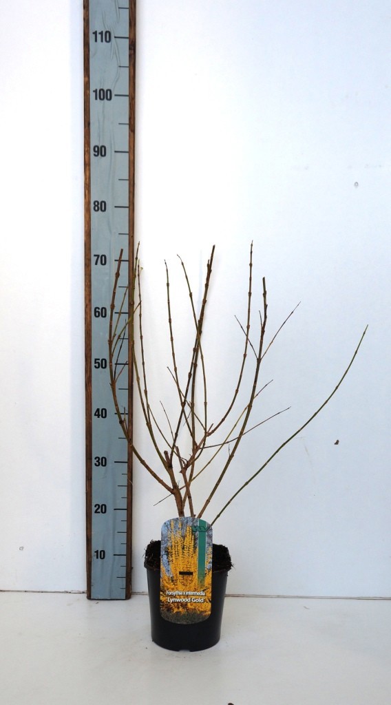 Forsythia intermedia 'Lynwood Gold'