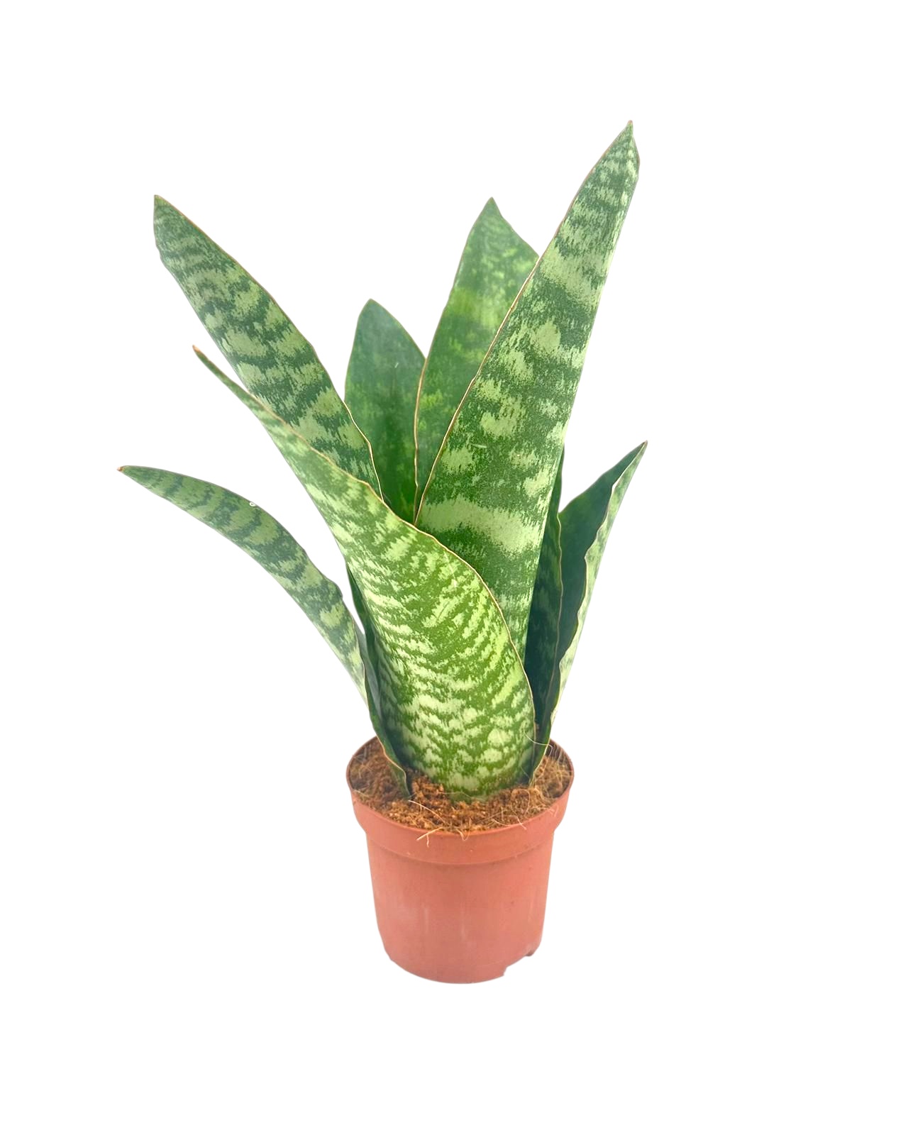 Sansev Trifascia Ov 9P 30H 1stek