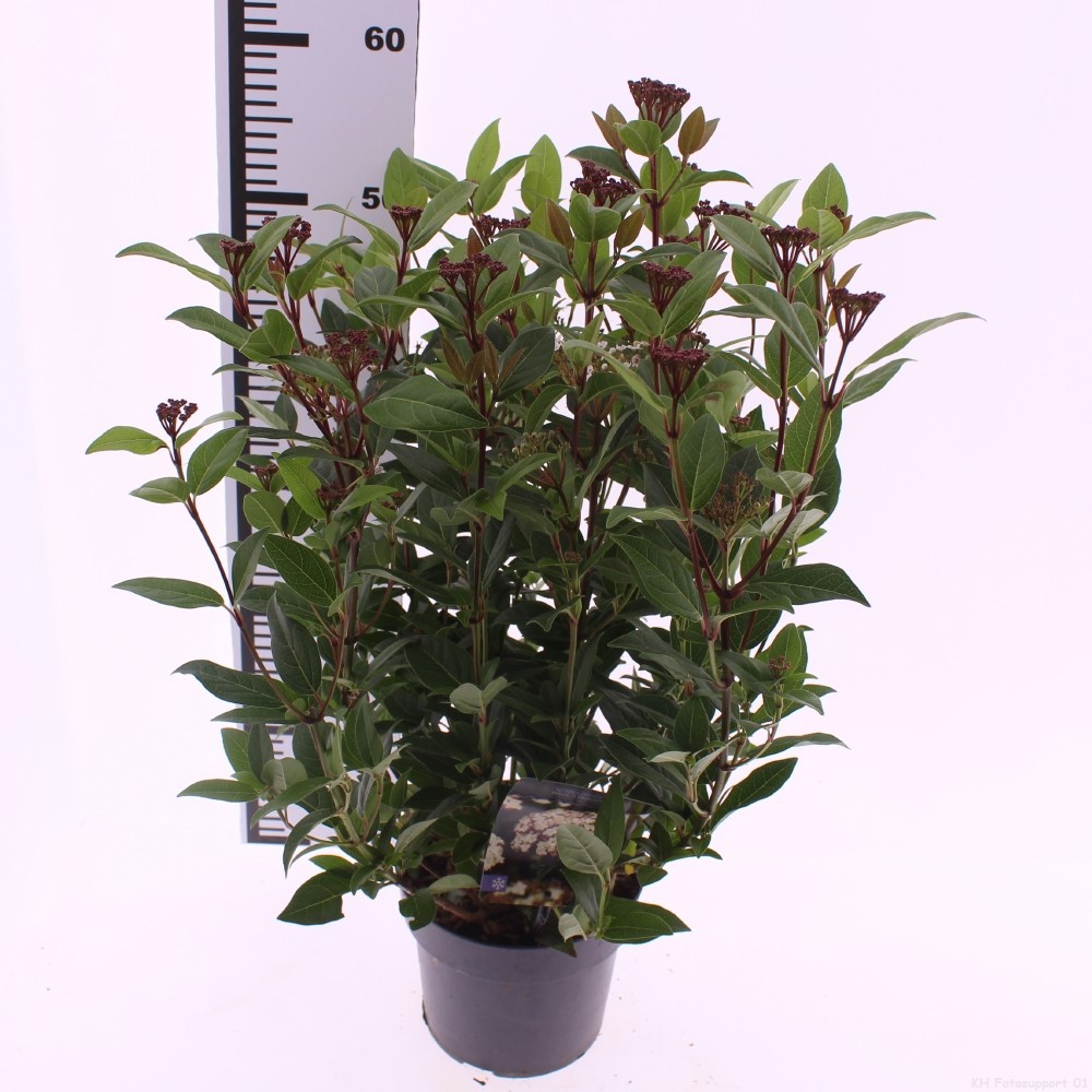 Picture of Viburnum tinus 'Ladybird' PBR