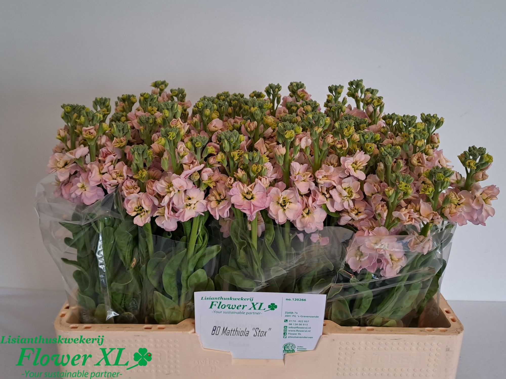Matthiola Stox Champagne 50cm