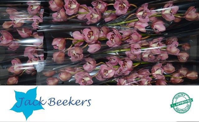 Cymbidium Jannet 8/11bl