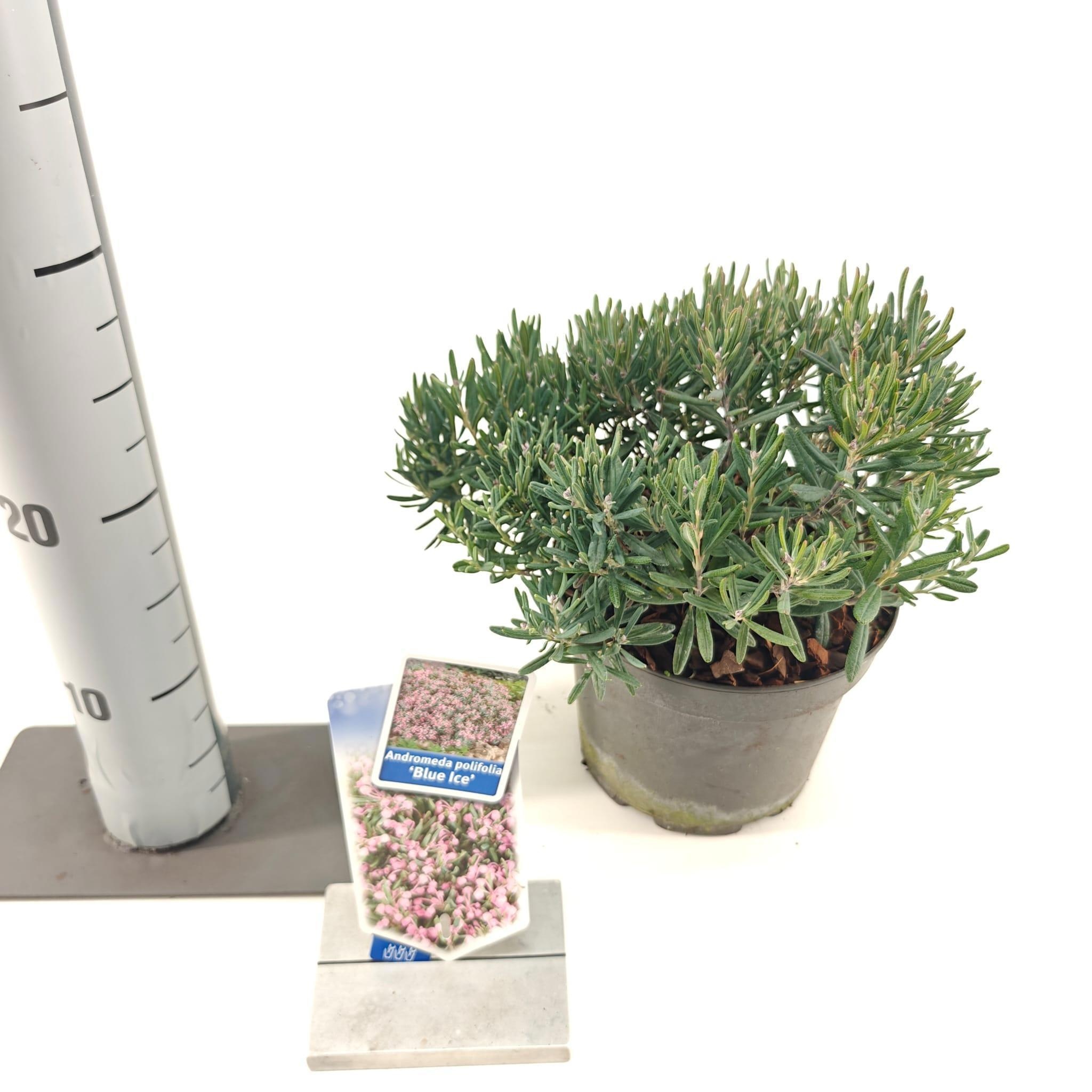 Picture of Andromeda polifolia 'Blue Ice'