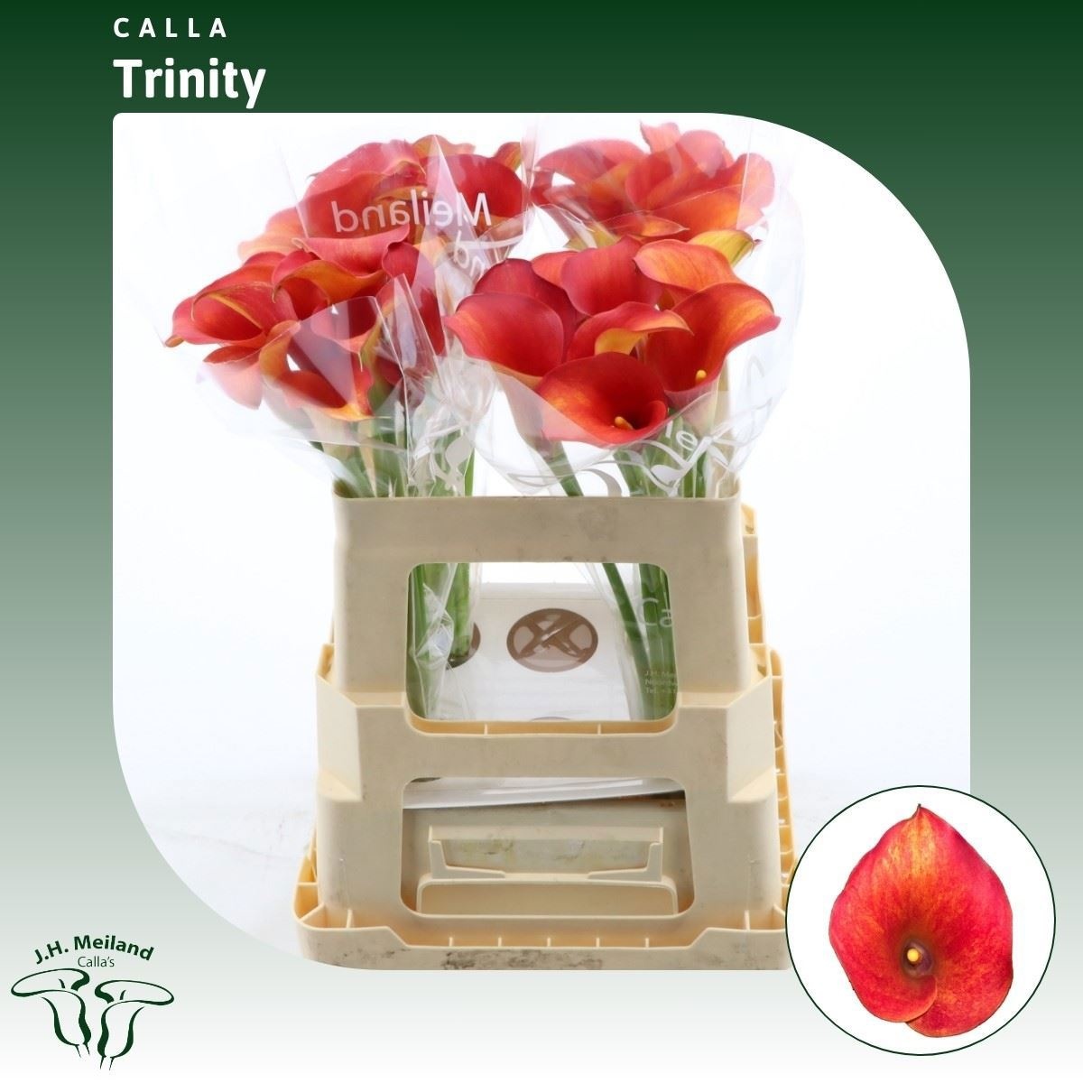 Calla Capt Trinity 55cm