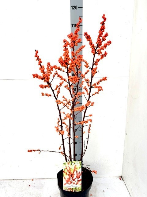 Ilex Verticillata 23P 110H