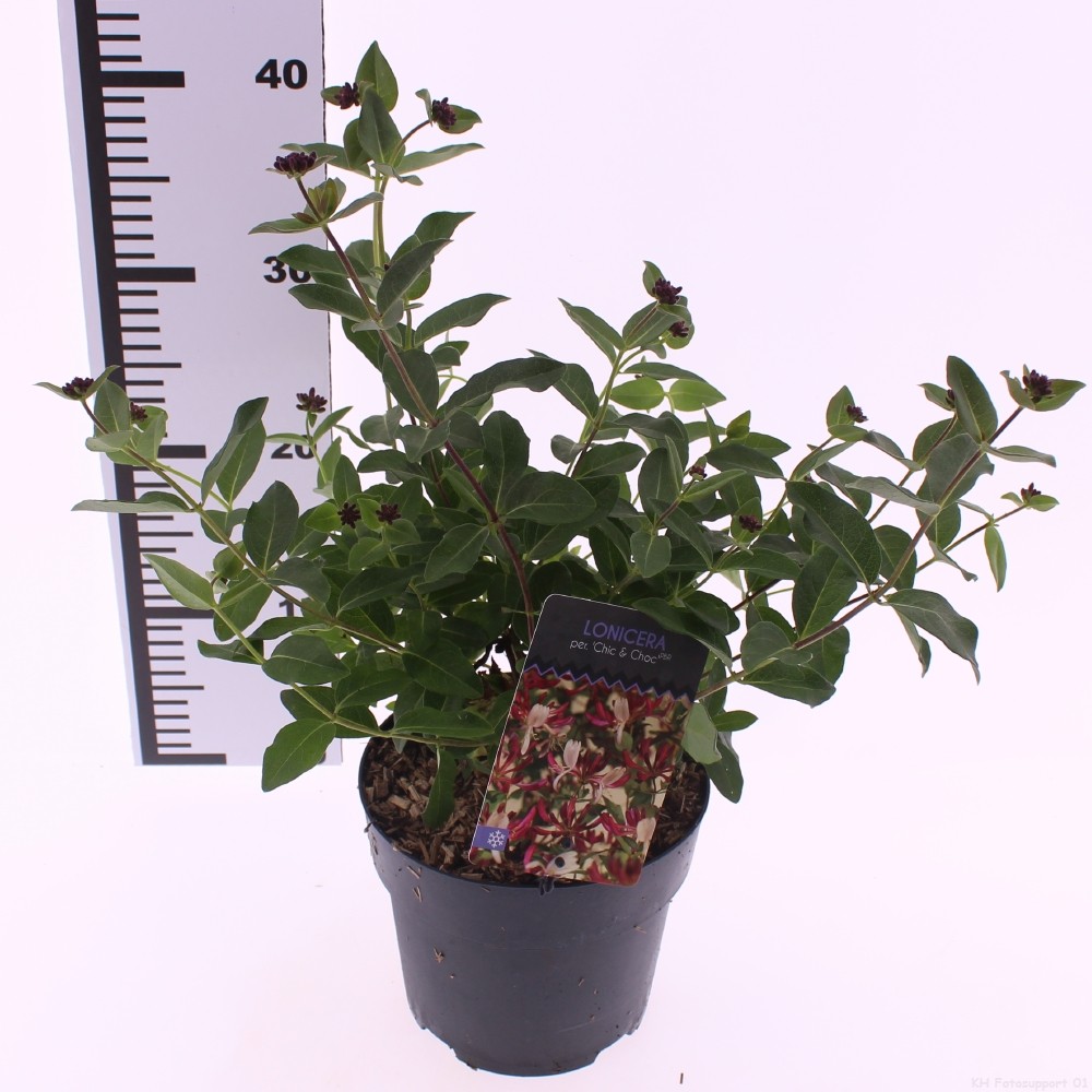 Picture of Lonicera periclymenum ‘Chic and Choc’