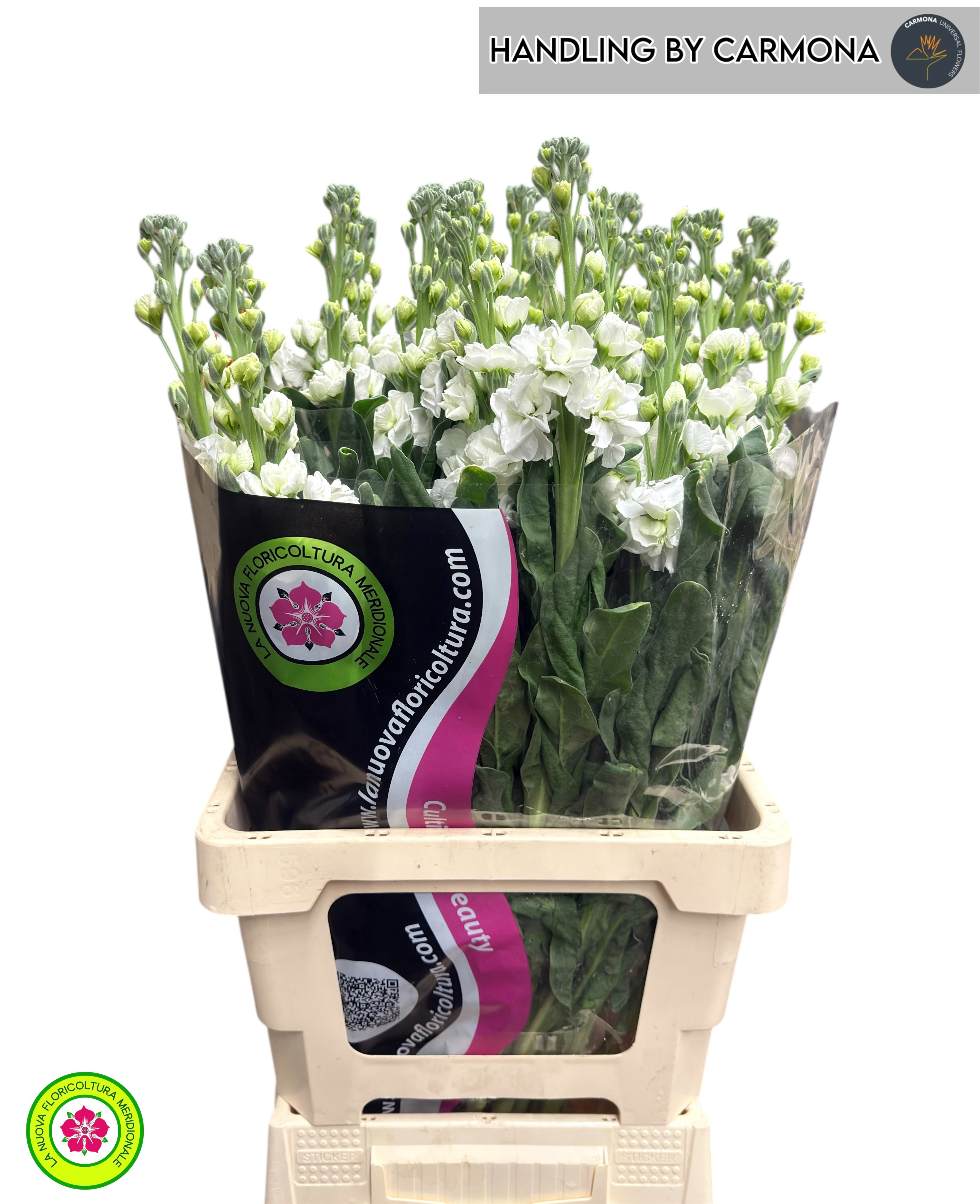Matth Iron White 70cm