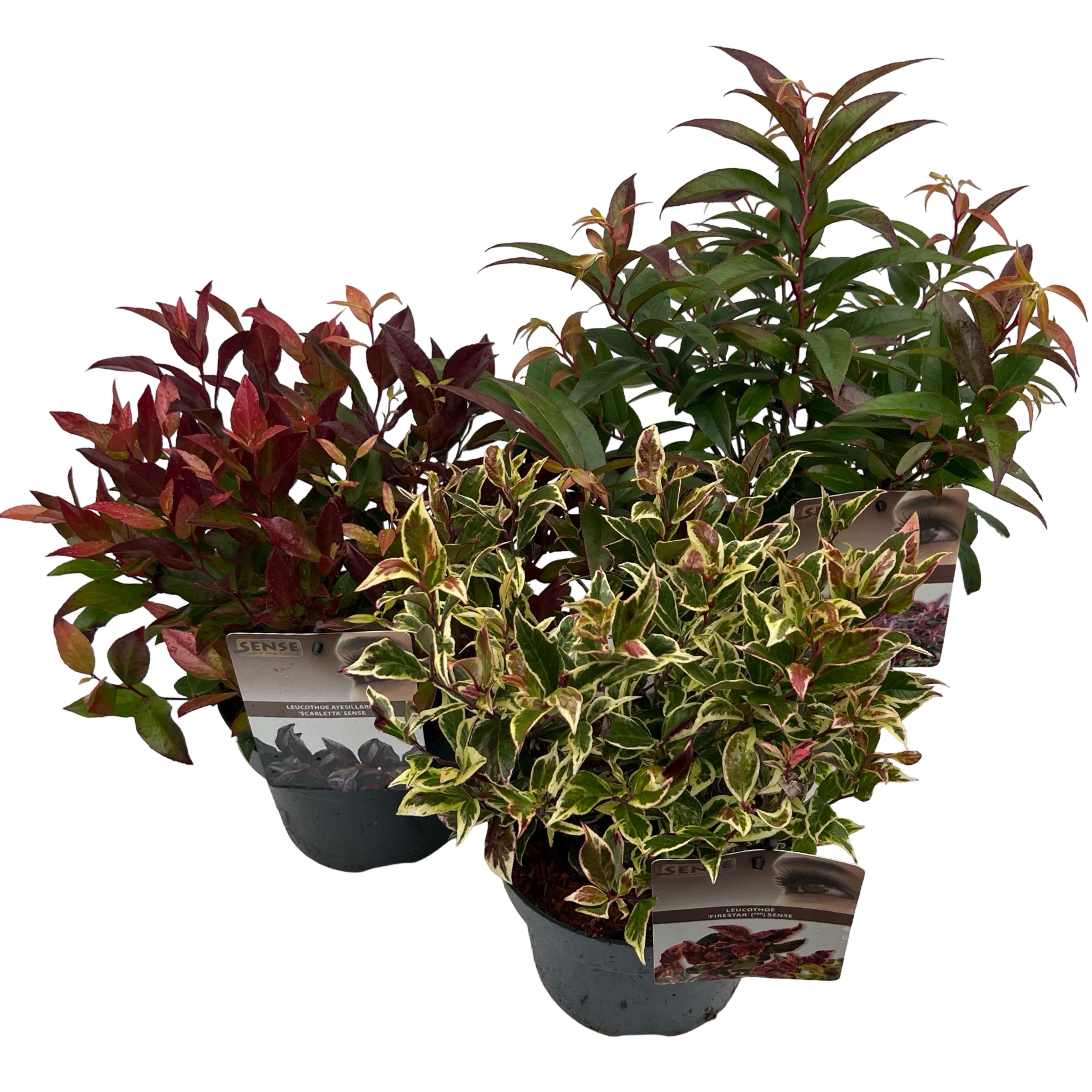 Picture of leucothoe Mix