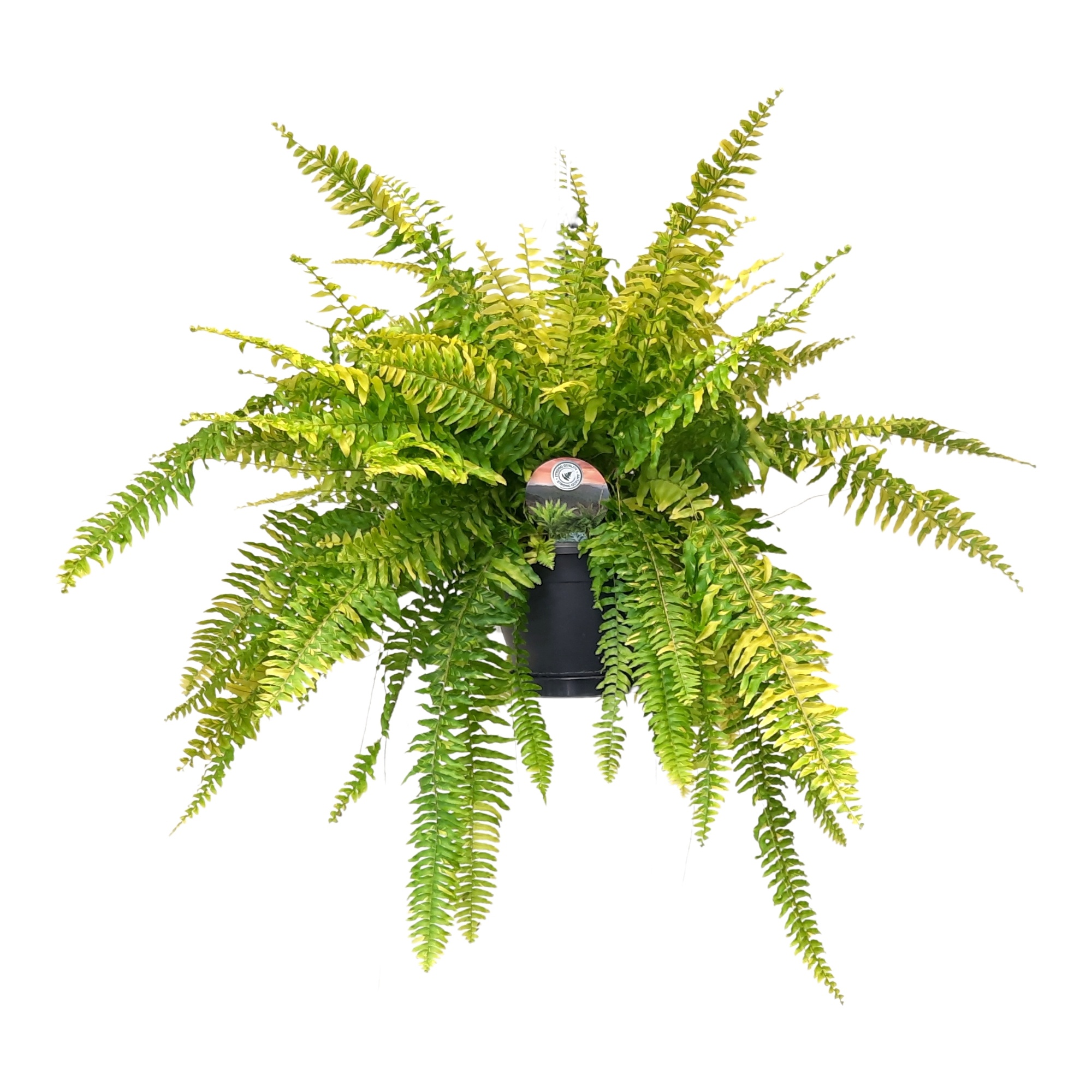 Nephrolepis Tiger Fern