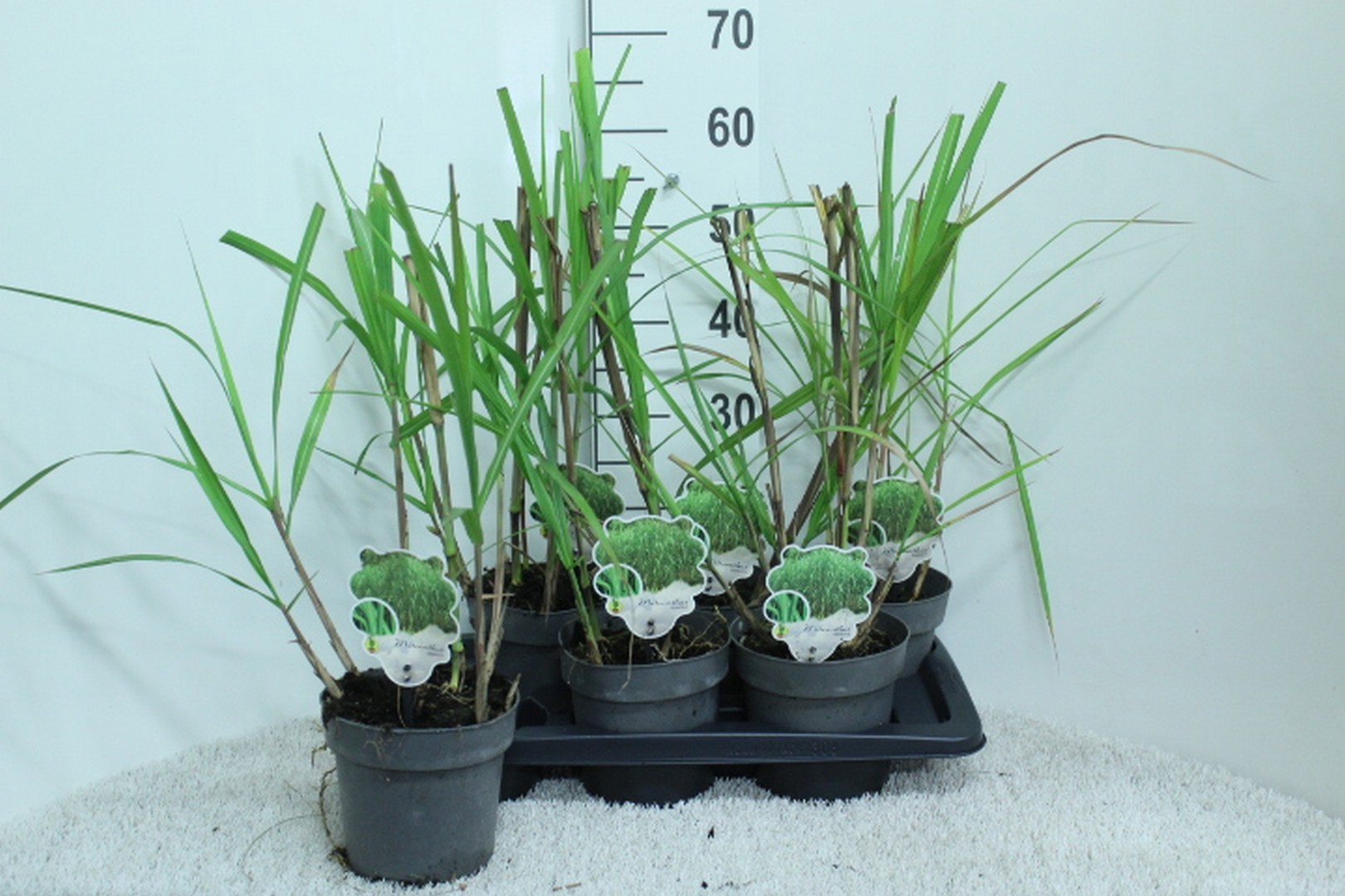 Miscanthus giganteus