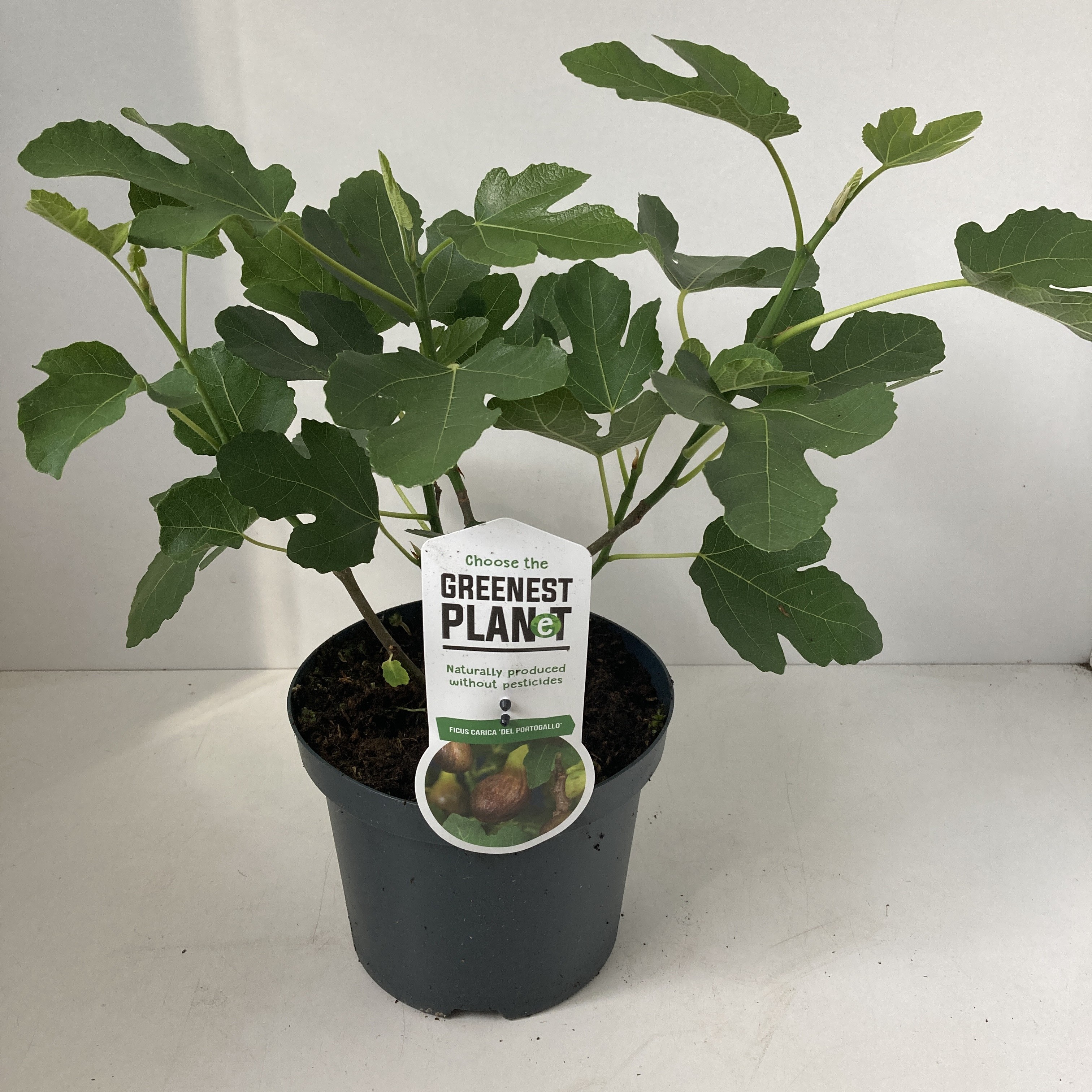 Picture of Ficus carica 'Del Portugallo'