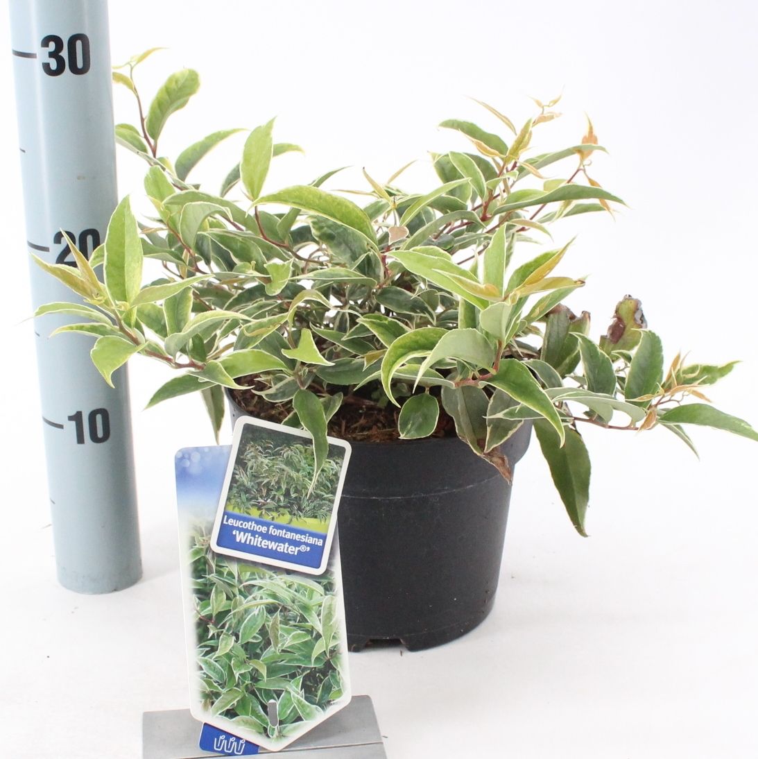 Picture of Leucothoe fontanesiana Whitewater® ('Howw'PBR)