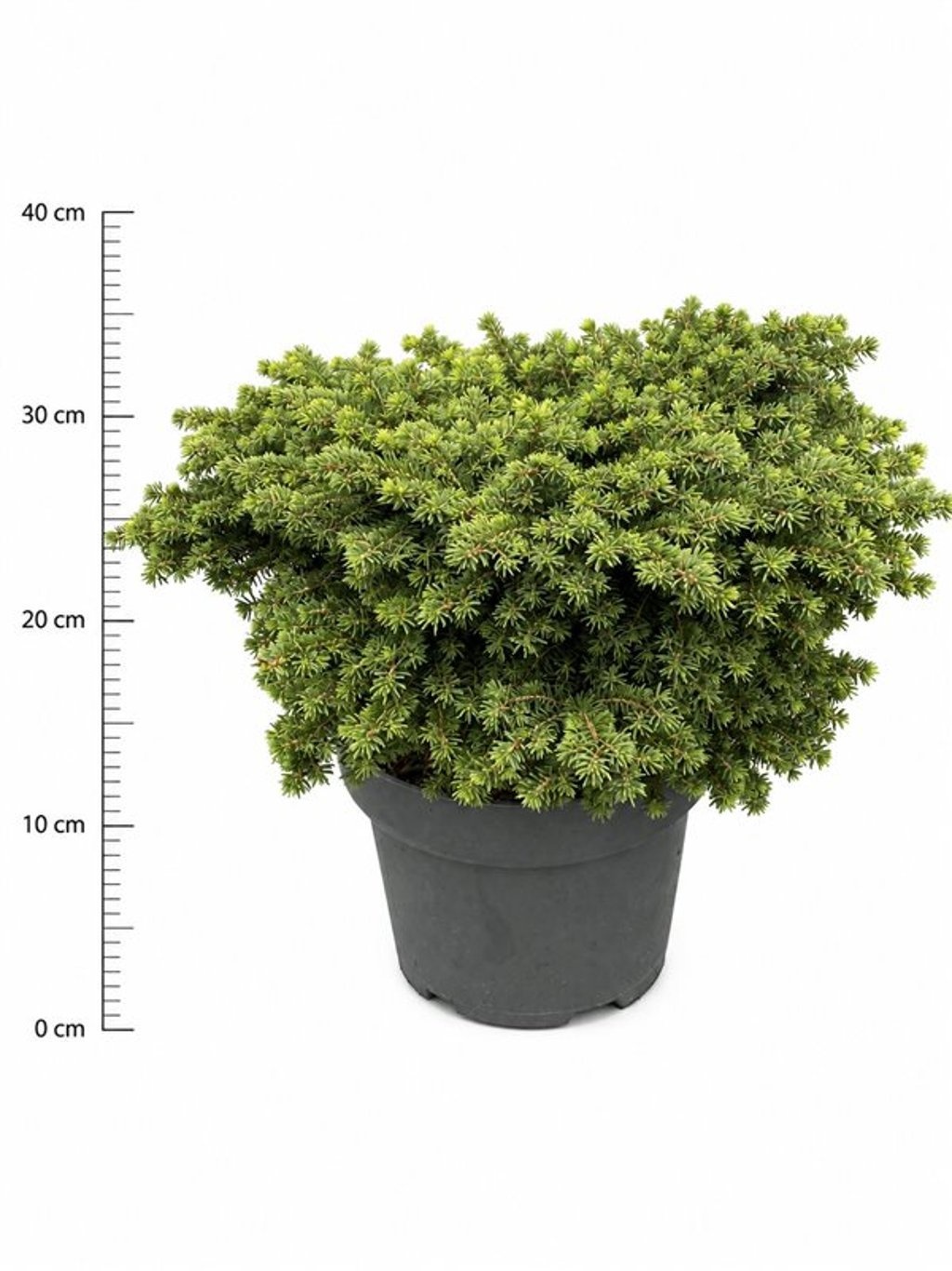 Picea abies 'Little Gem'