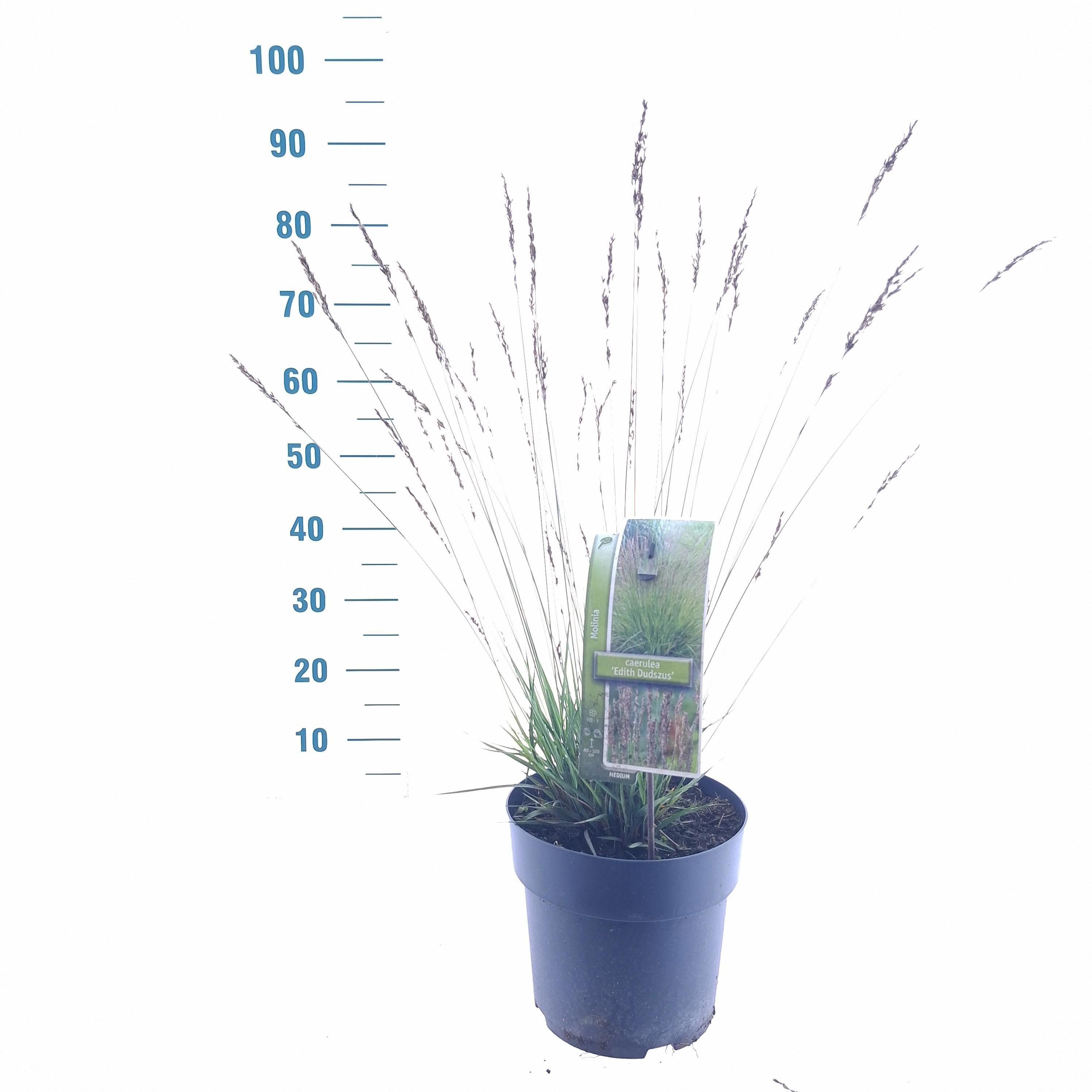 Molinia caerulea 'Edith Dudszus'