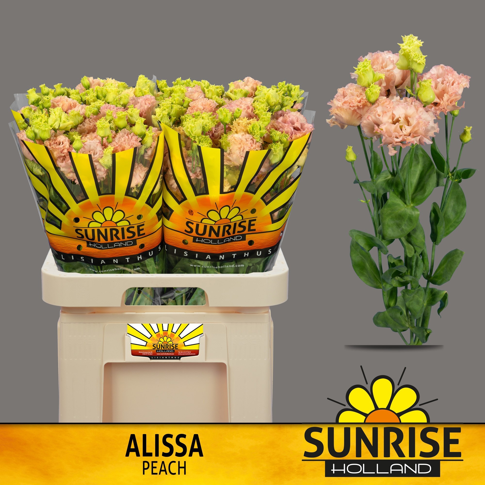 Eus G Alissa Peach