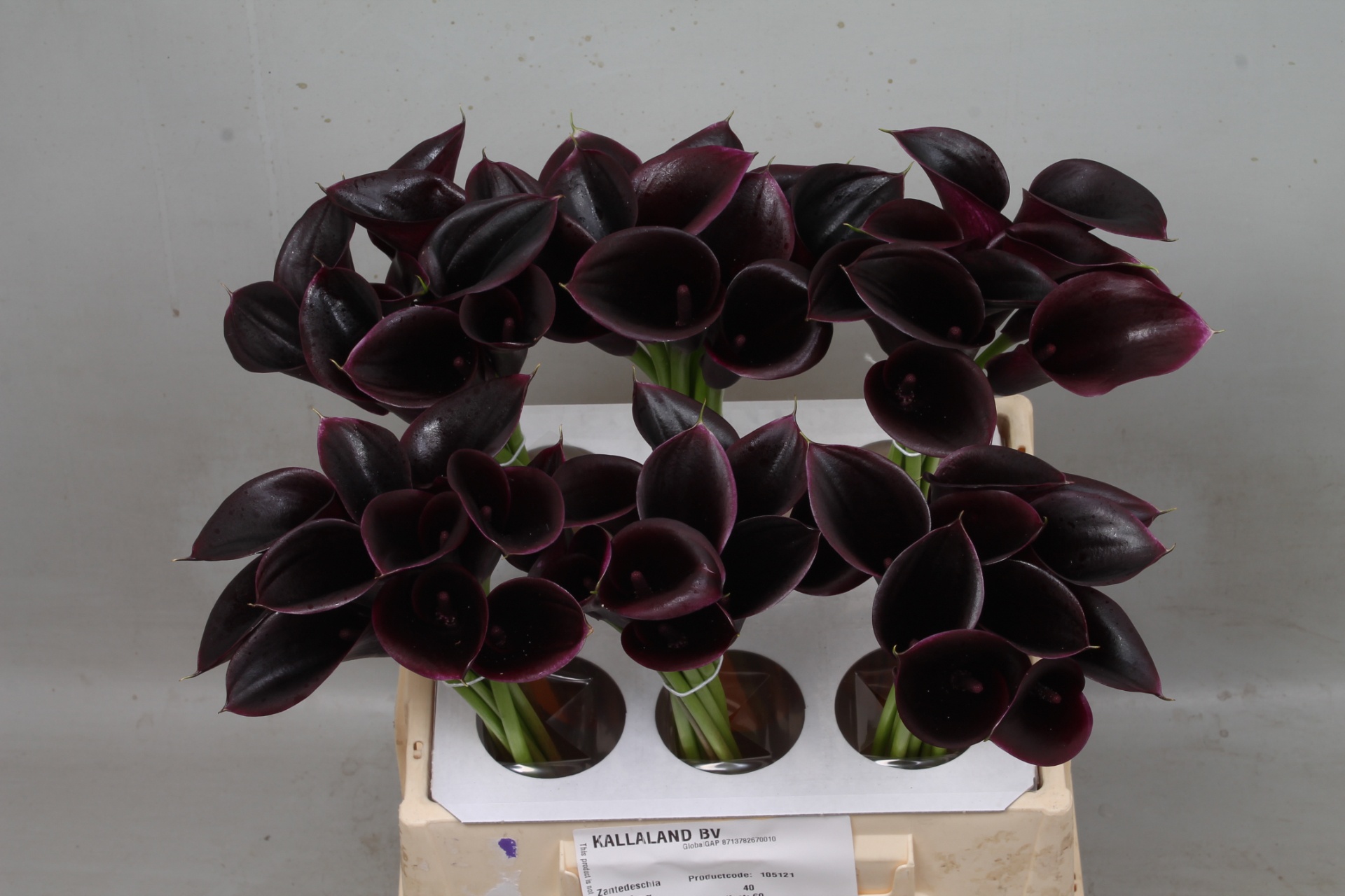 Calla Cantor 40cm