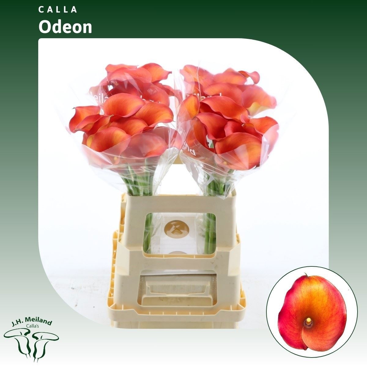 Calla Capt Odeon 60cm
