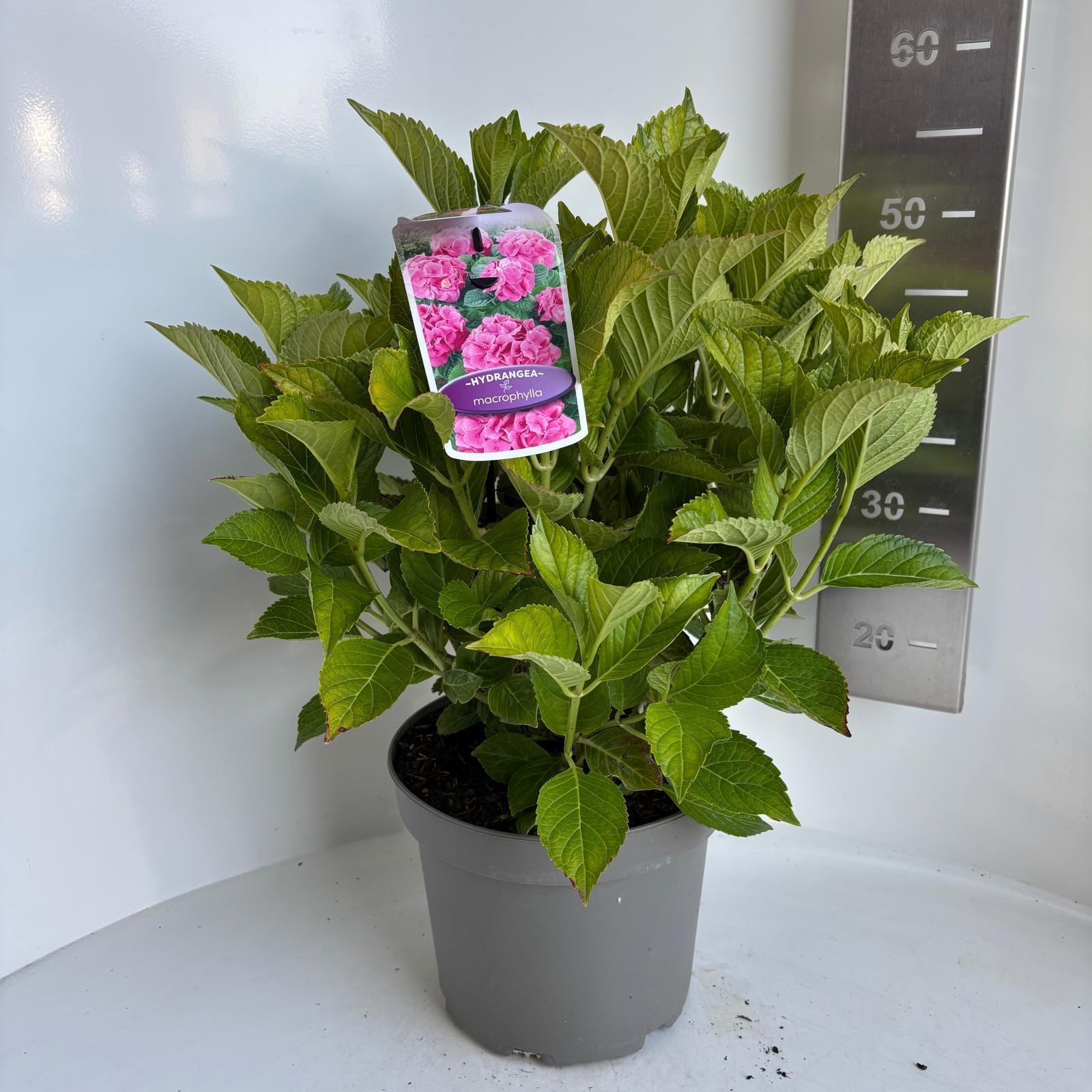 Hydrangea Macr. Roze (bol)