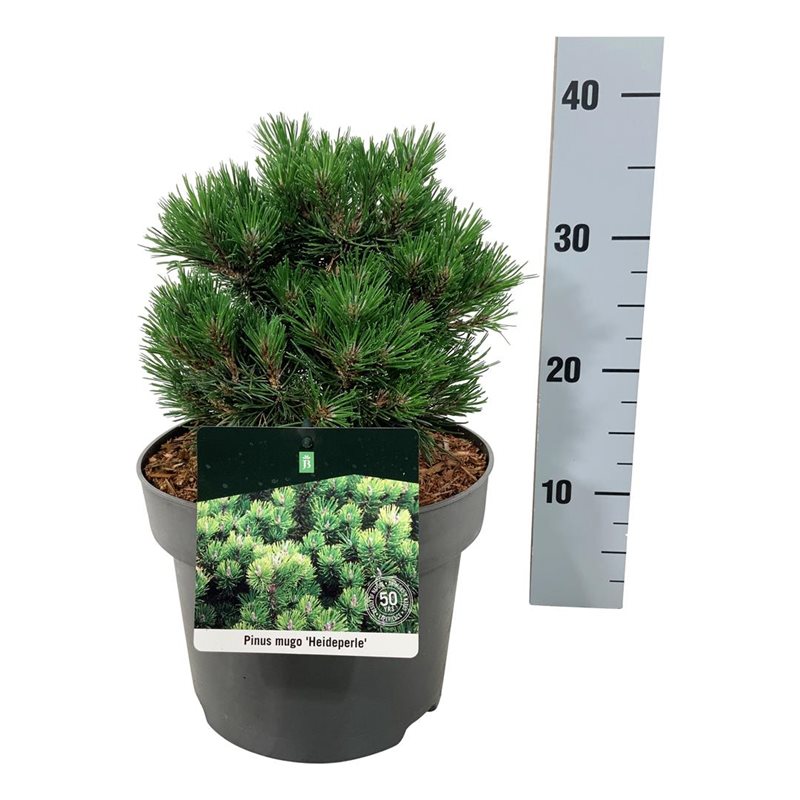 Picture of Pinus mugo 'Heideperle'