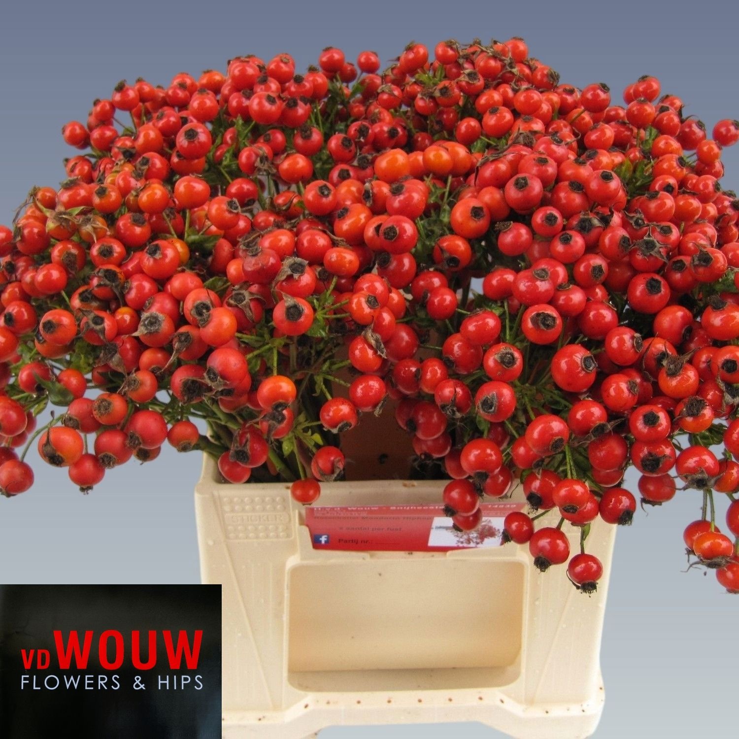 Rosa Mandarin Hiphop 40cm