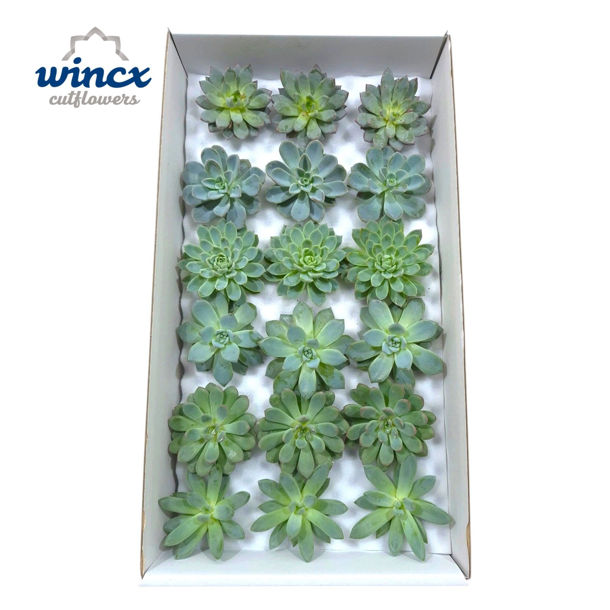 Echeveria Green Mix (wincx) Cutfl (6 Spcs)